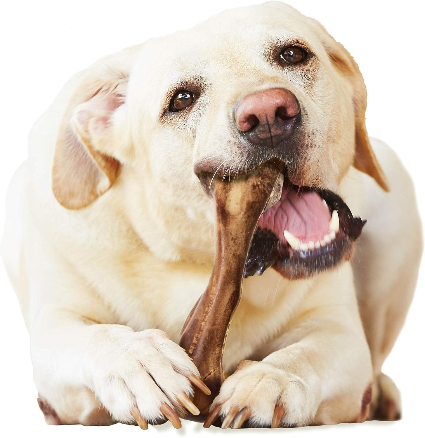 Nylabone Healthy Edibles Wild Dog Treats, Venison Flavor, Large | Natural dog chew bones, made in USA, highly digestible dog chews, long lasting chews for large dogs up to 50 lbs