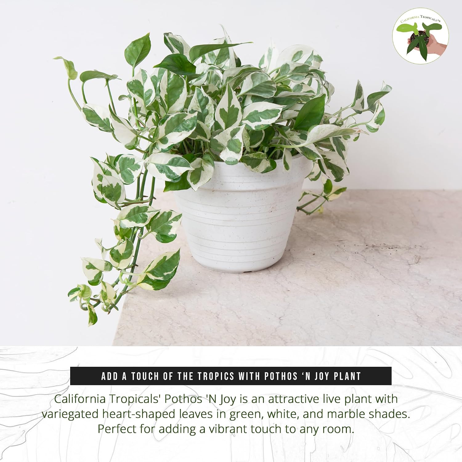 California Tropicals Pothos 'N Joy - 4" Live Plant - Variegated White and Green Leaves - Easy to Care for - Perfect for Home Decor, Gifts