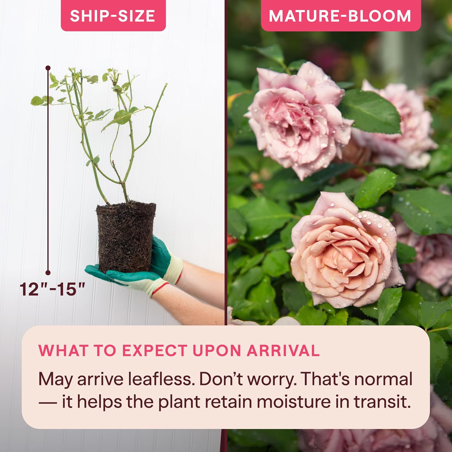 Heirloom Floribunda Roses, Live Own Root Plant, Koko Loko™ | Moderately Fragrant, Hardiness Zones: 6-10, Repeat Blooming,For Outdoor Gardens, Planters, and Pots