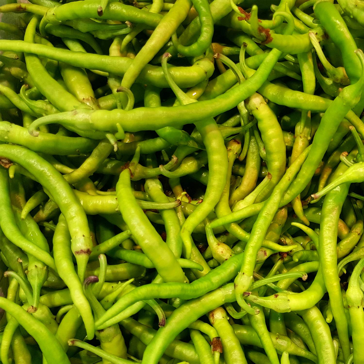 Piparras Basque Green Peppers in Brine - 64 oz / 1.8 kg