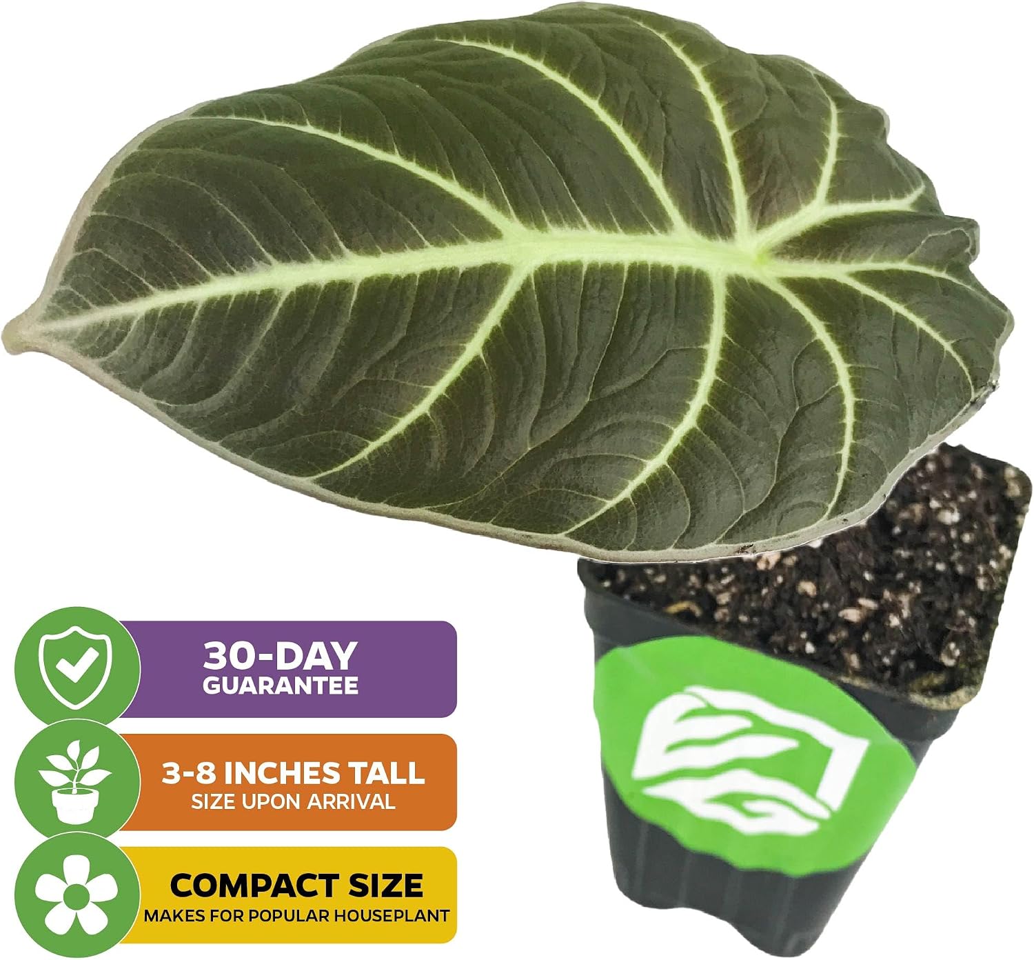 Stingray Elephant Ear Live Plant - Alocasia stringray by Wellspring Gardens - Alocasia - Unique Foliage - Versatile Plant - Tropical Plant