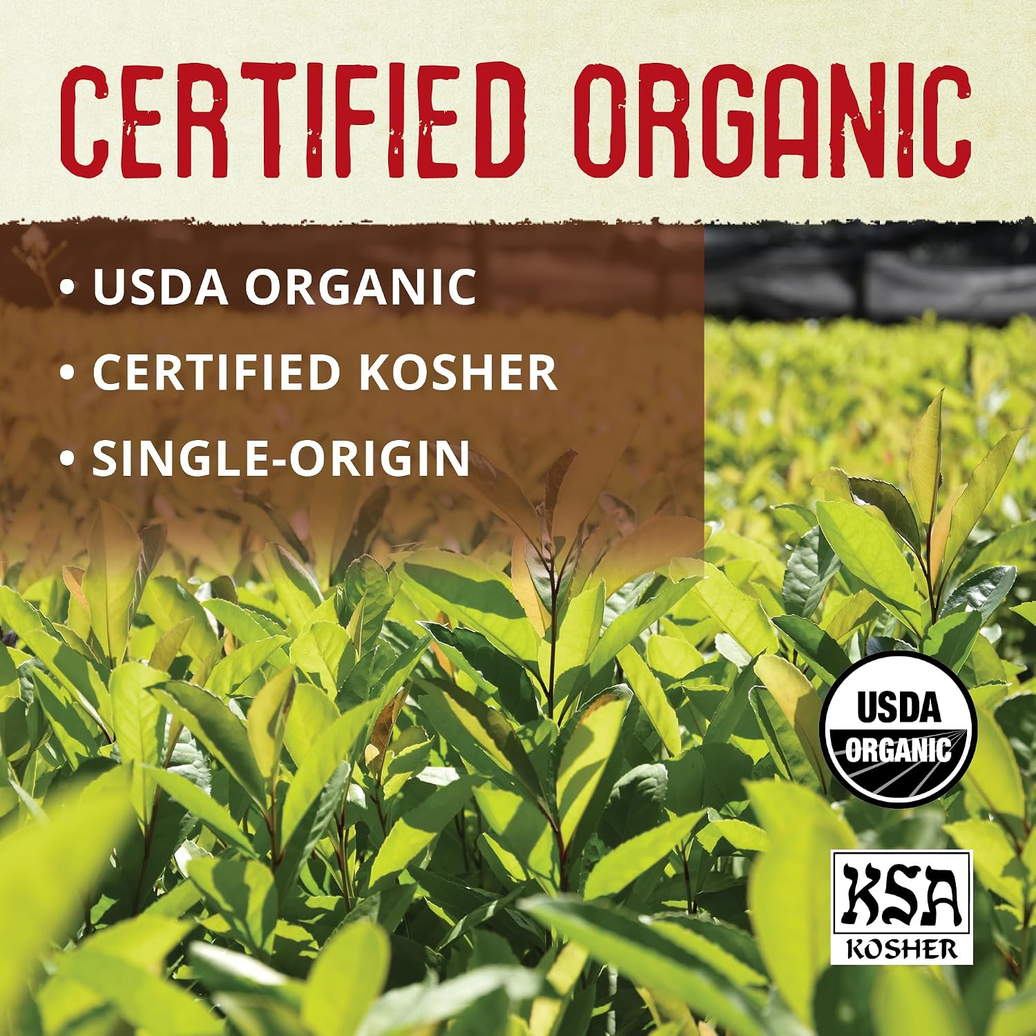 ECOTEAS Organic Yerba Mate Loose Tea Traditional Cut 5 lb Bulk Value Bag | 5 lb bulk traditional cut with stems and powder