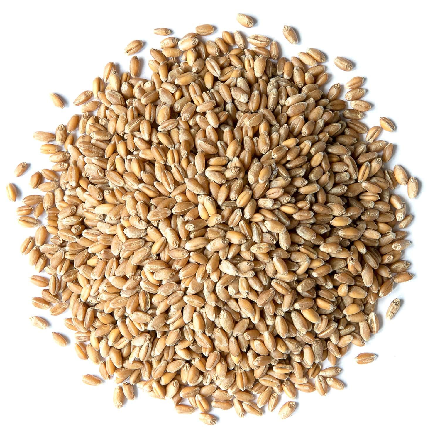 Food to Live Hard Red Wheat Berries, 3 Pounds – Sprouting for Wheatgrass, Kosher, Raw, Vegan, Bulk