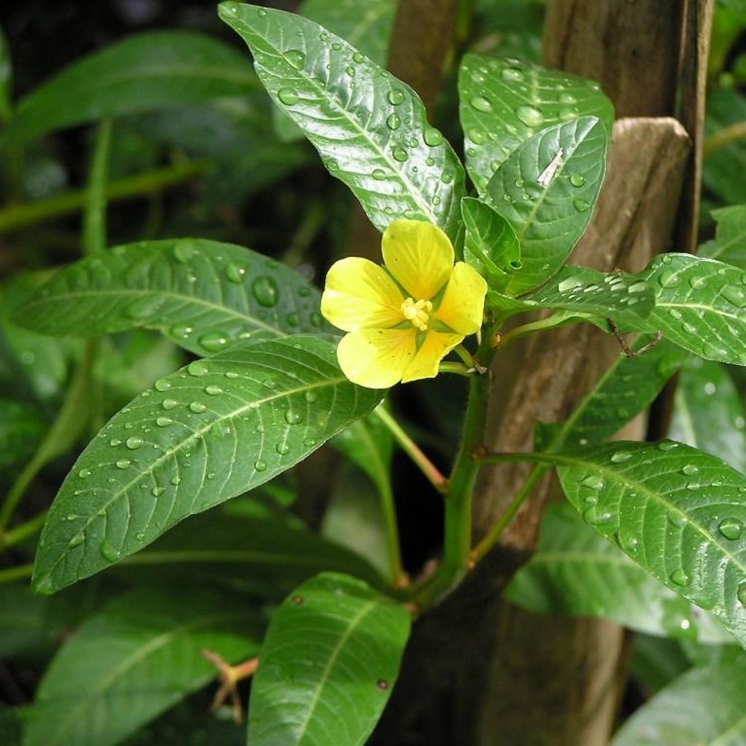 ‘Black Magic’ Taro, a Great Live Pond Plant for Your Water Garden. Filters The koi and Goldfish Pond. Good for Bogs