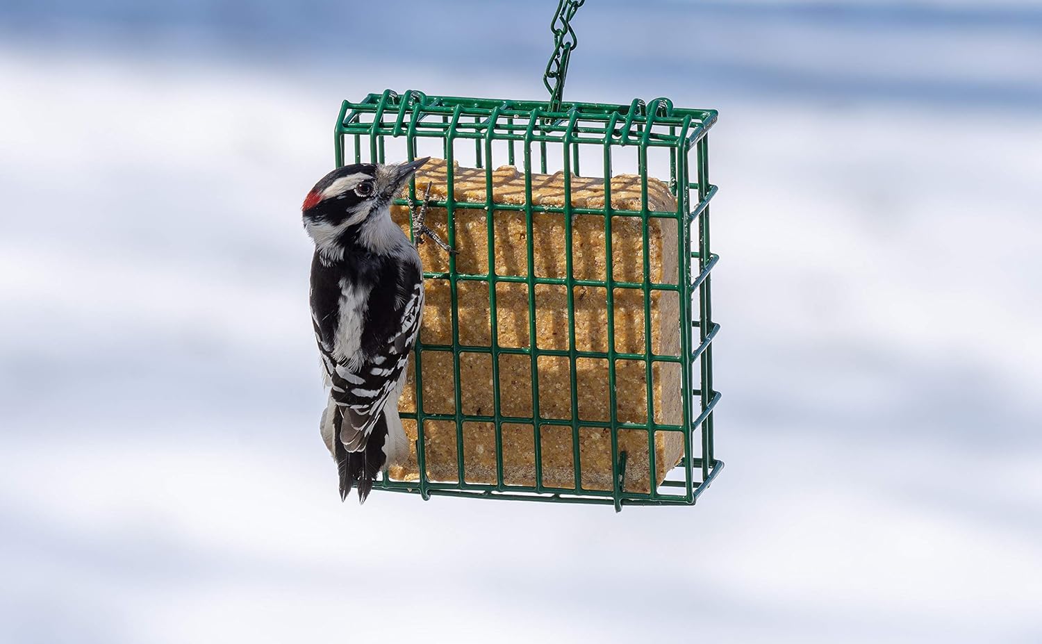 C&S CS12553 11.75 Oz Hot Pepper Delight Wild Bird No Melt Suet Dough