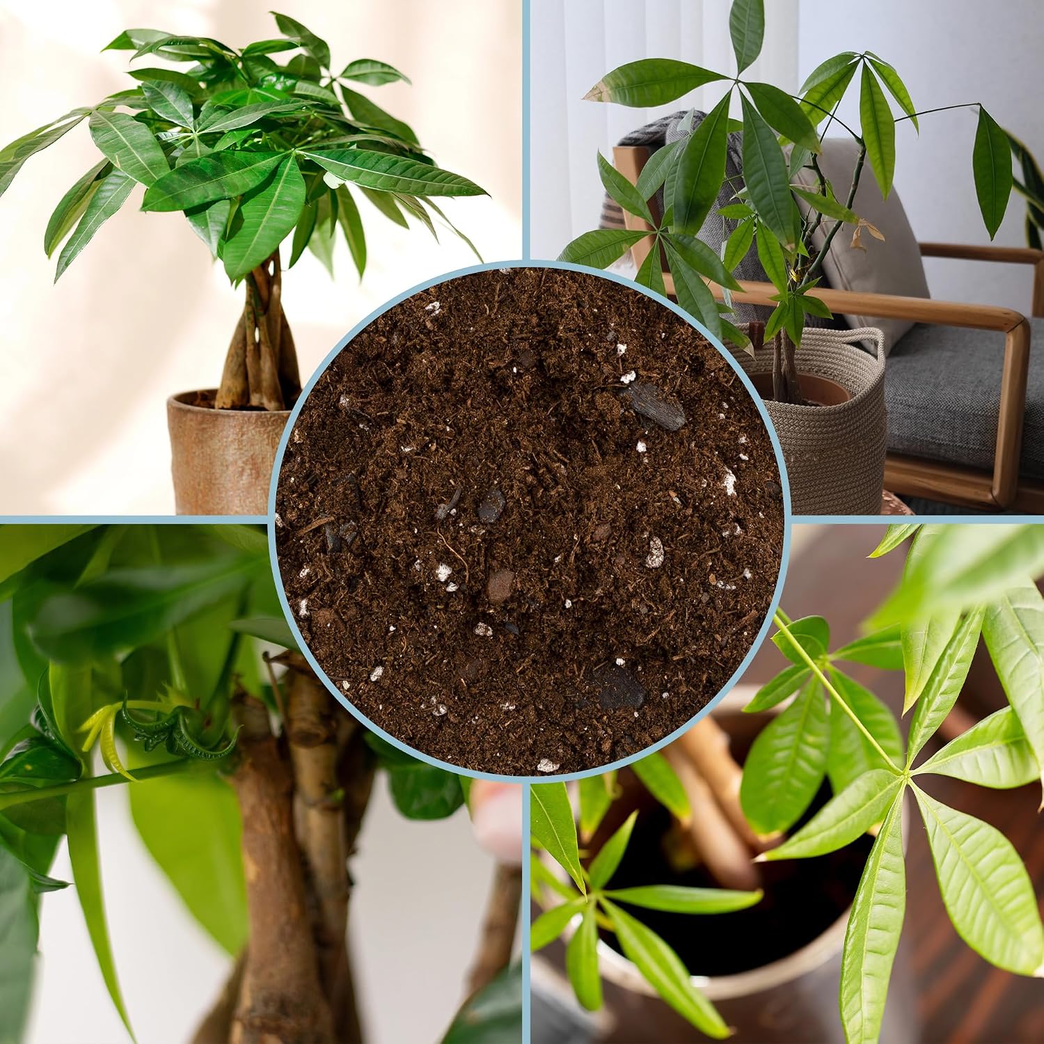Planting Mix for Plant Propagation (4 Quarts), Hand Blended Soilless Mix for Propagating Plants, House Plants, and More