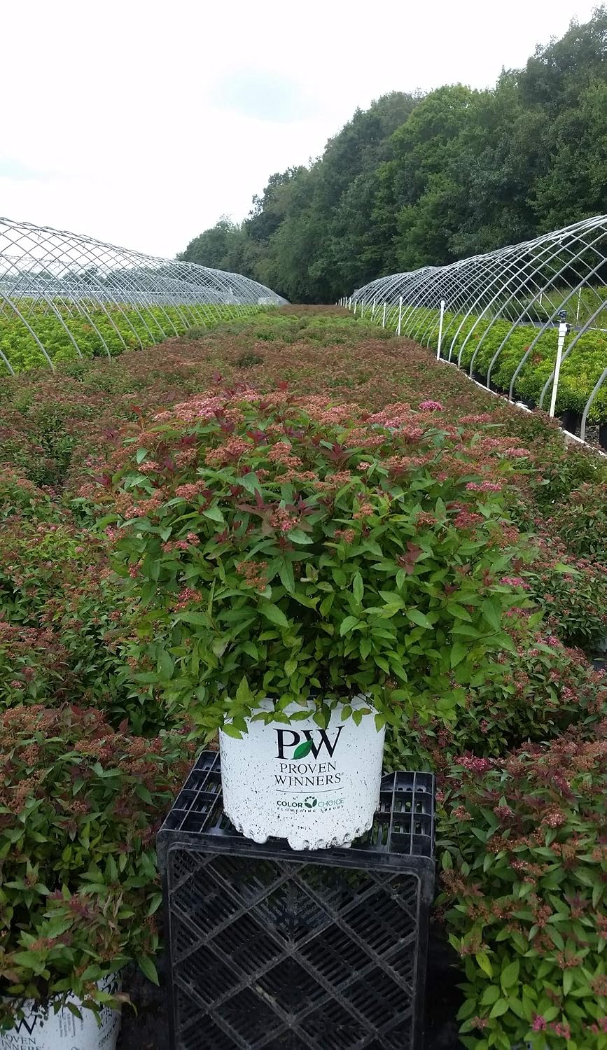 Proven Winners - Spiraea jap. Double Play Gold (Spirea) Shrub, , #3 - Size Container