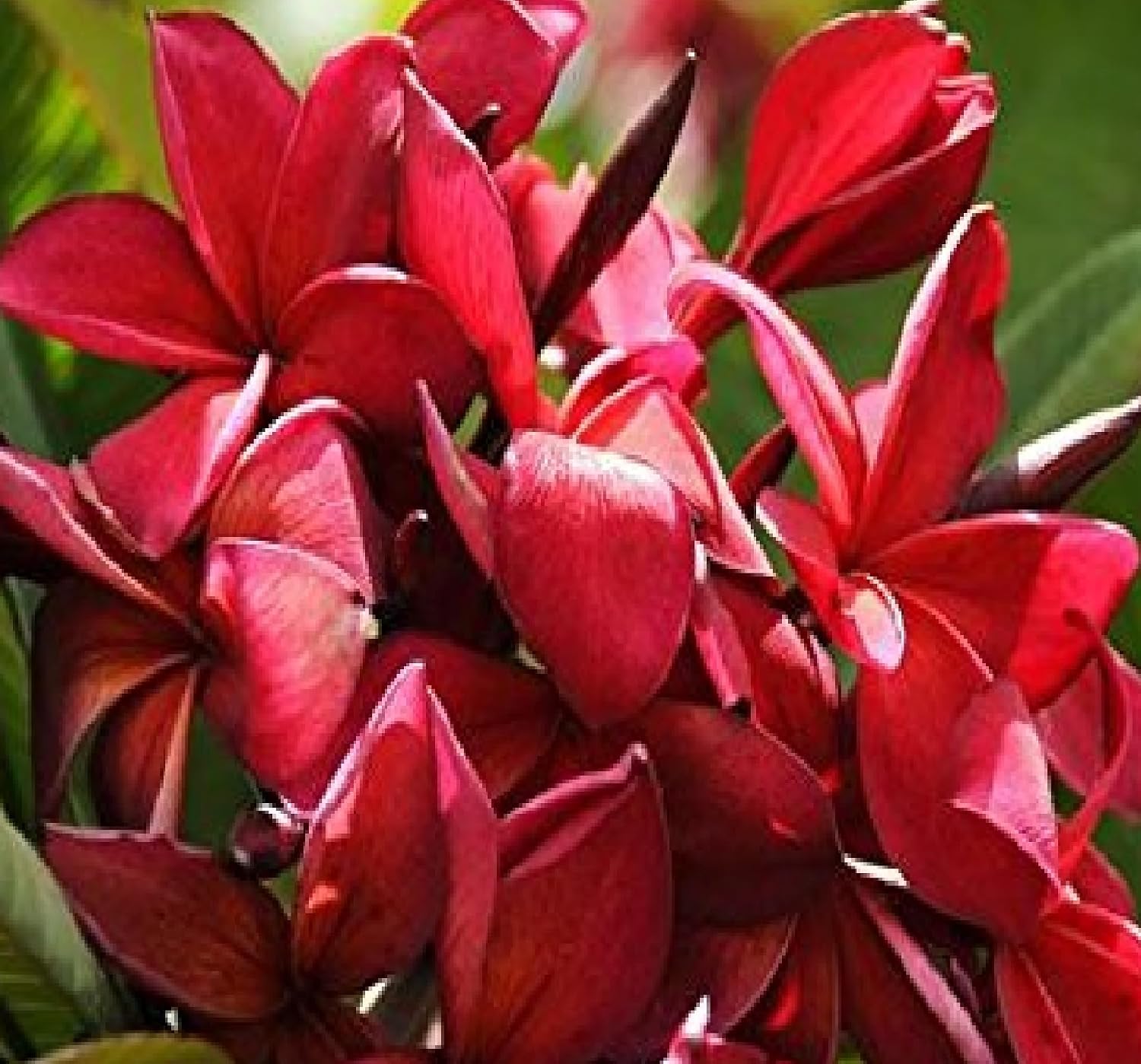 Hawaiian Red Plumeria Plant Cutting Kanoa Hawaii 1 Pack SK34