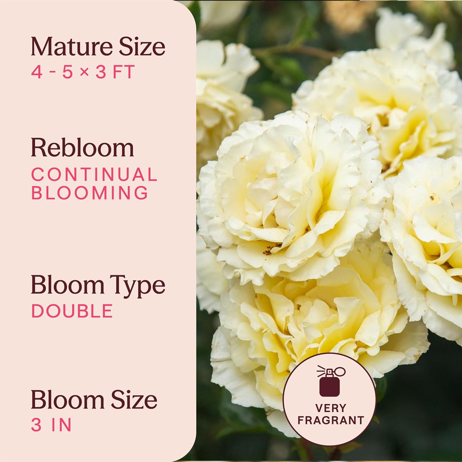Heirloom Floribunda Roses, Live Own Root Plant, Julia Child™ | Moderately Fragrant, Hardiness Zones: 6-10, Continual Blooming,For Outdoor Gardens, Planters, and Pots