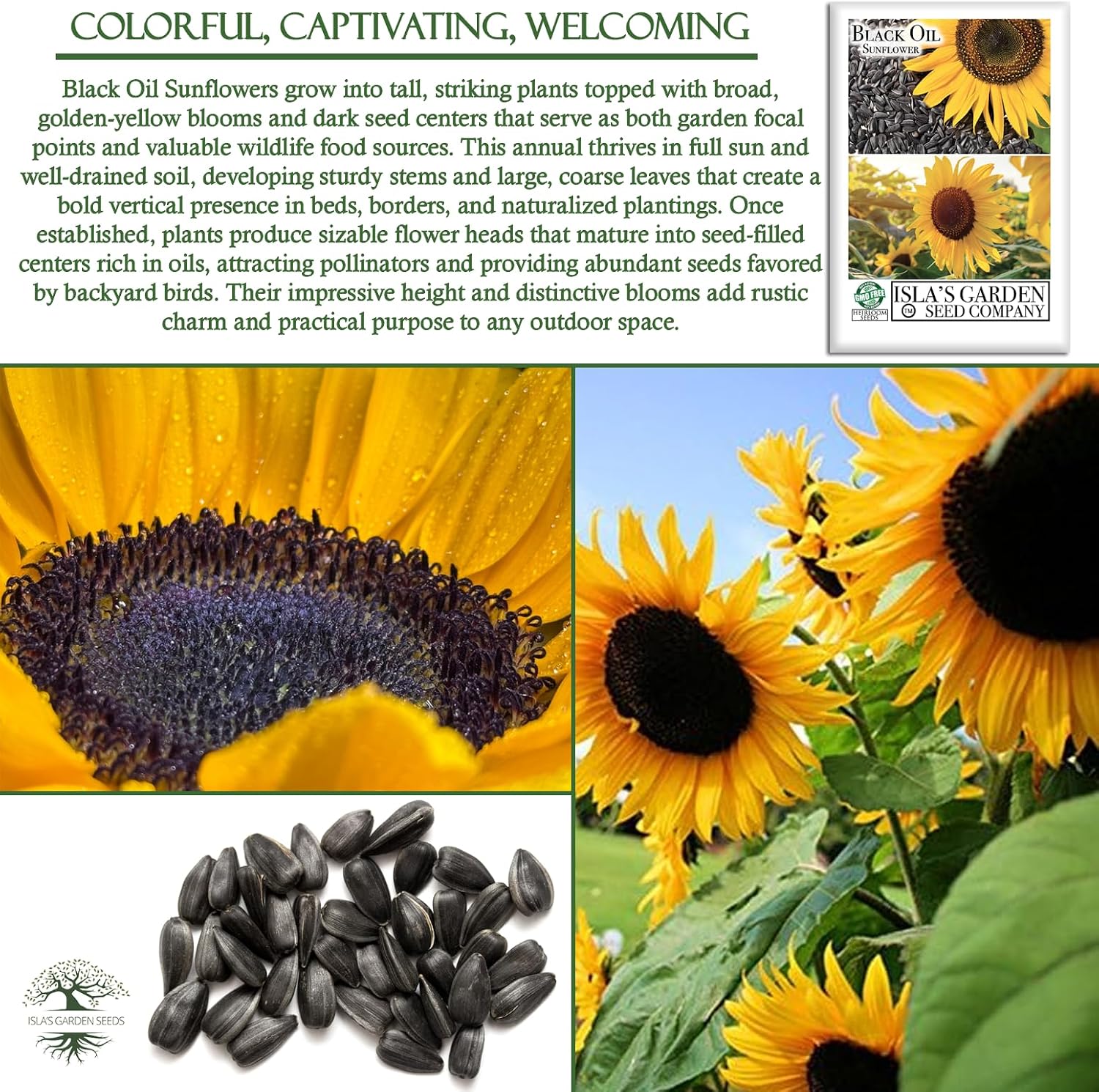 Black Oil Sunflower Seeds (Helianthus annuus) – 150+ Non GMO & Heirloom Seeds by Isla’s Garden Seeds