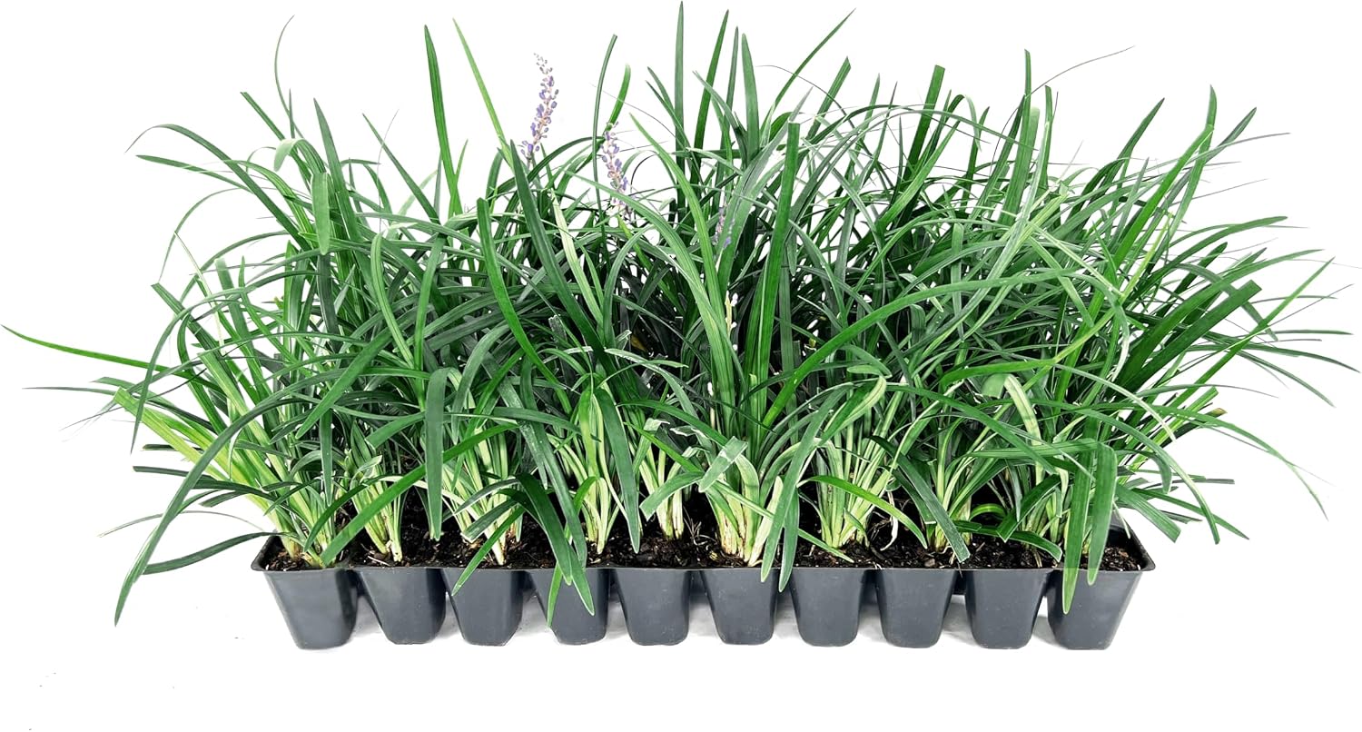 Liriope Super Blue | 10 Live Plants | Liriope muscari 'Super Blue' | Ornamental Ground Cover Plants | Shade-Tolerant Landscaping Perennial