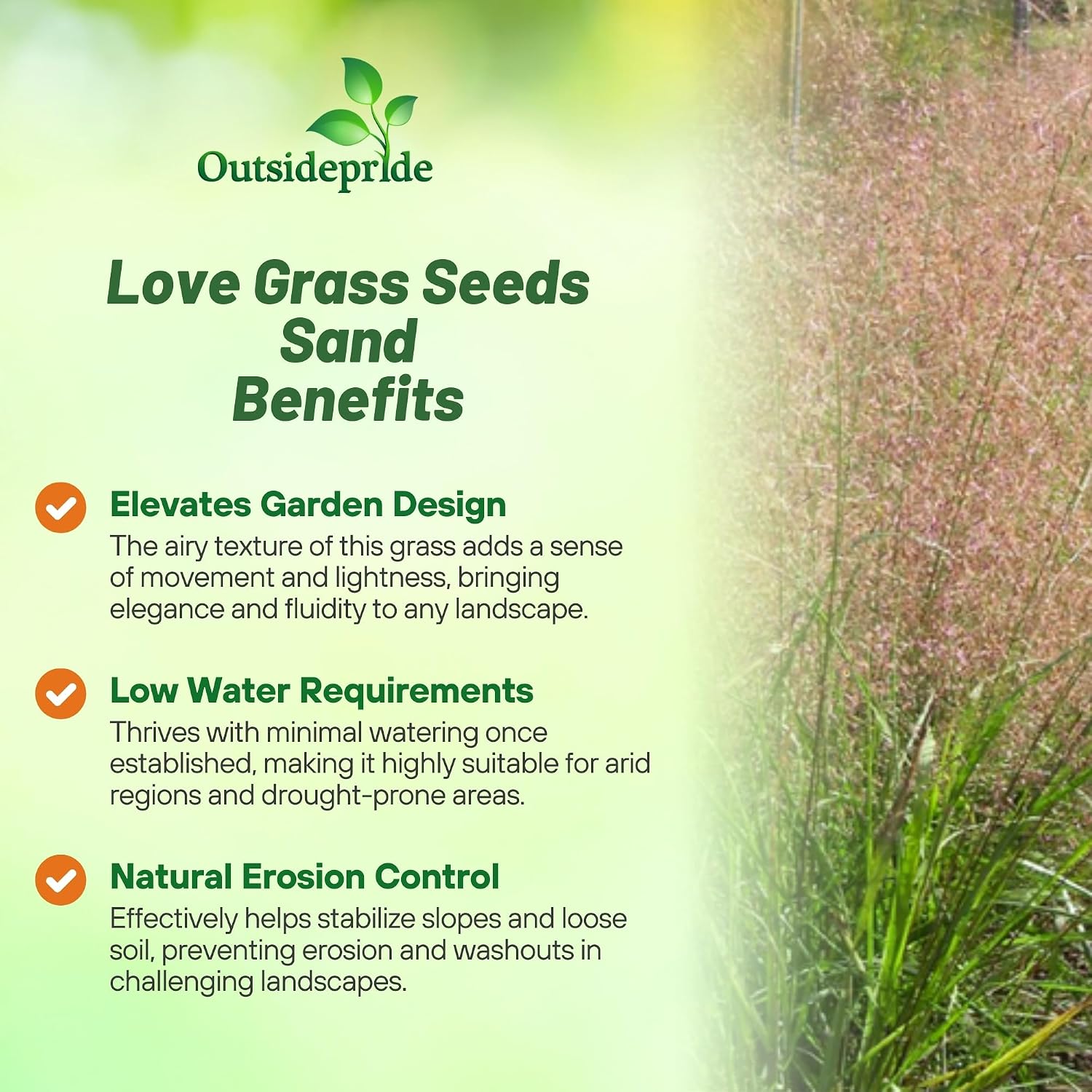 Outsidepride 500 Seeds Perennial Eragrostis Spectabilis Ornamental Love Grass Seed for Planting