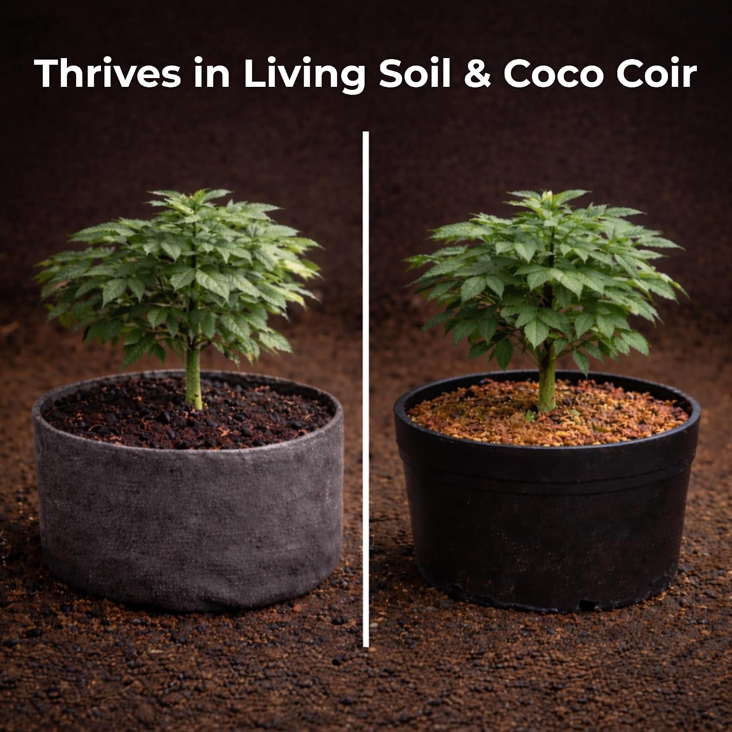 Real Growers Recharge 16oz – Mycorrhizae & Soil Microbes Instant Compost Tea for Root Growth, Transplant Support & Nutrient Uptake