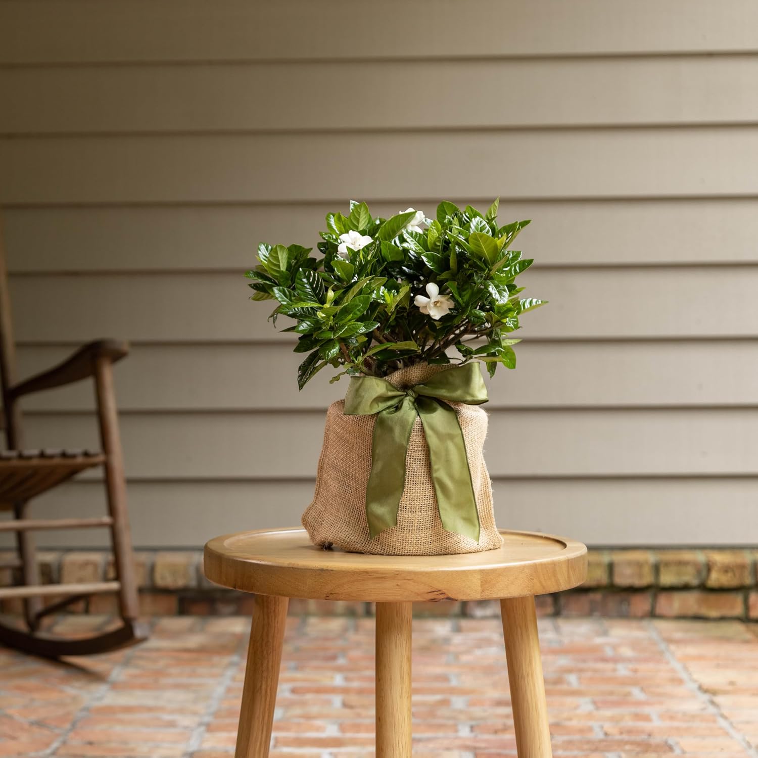 Gardenia Plant