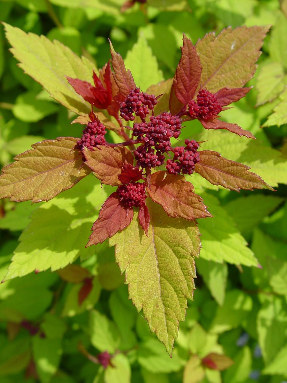 Proven Winners - Spiraea jap. Double Play Gold (Spirea) Shrub, , #3 - Size Container