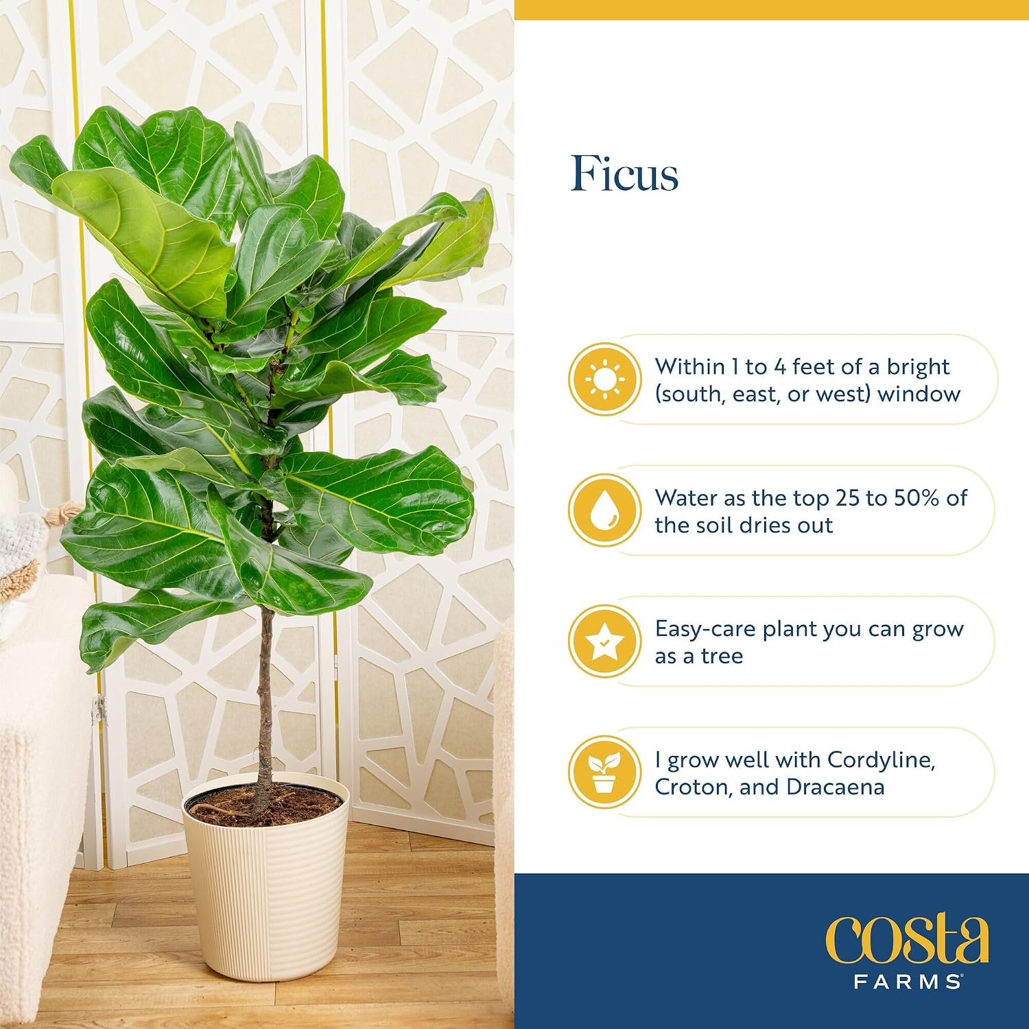 Costa Farms Fiddle Leaf Fig, Live Indoor Plant, Floor Plant