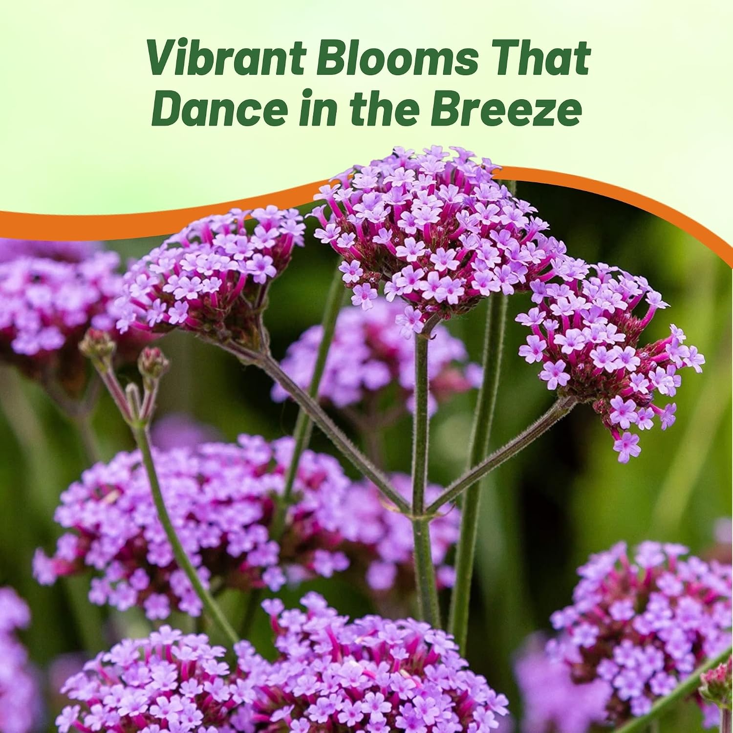 Outsidepride Purpletop Verbena Seeds for Planting - 5000 Pcs. Annual, Drought Tolerant & Easy to Grow, Ground Cover with Fragrant & Vibrant Blooms for Containers, Borders & Pollinator Gardens