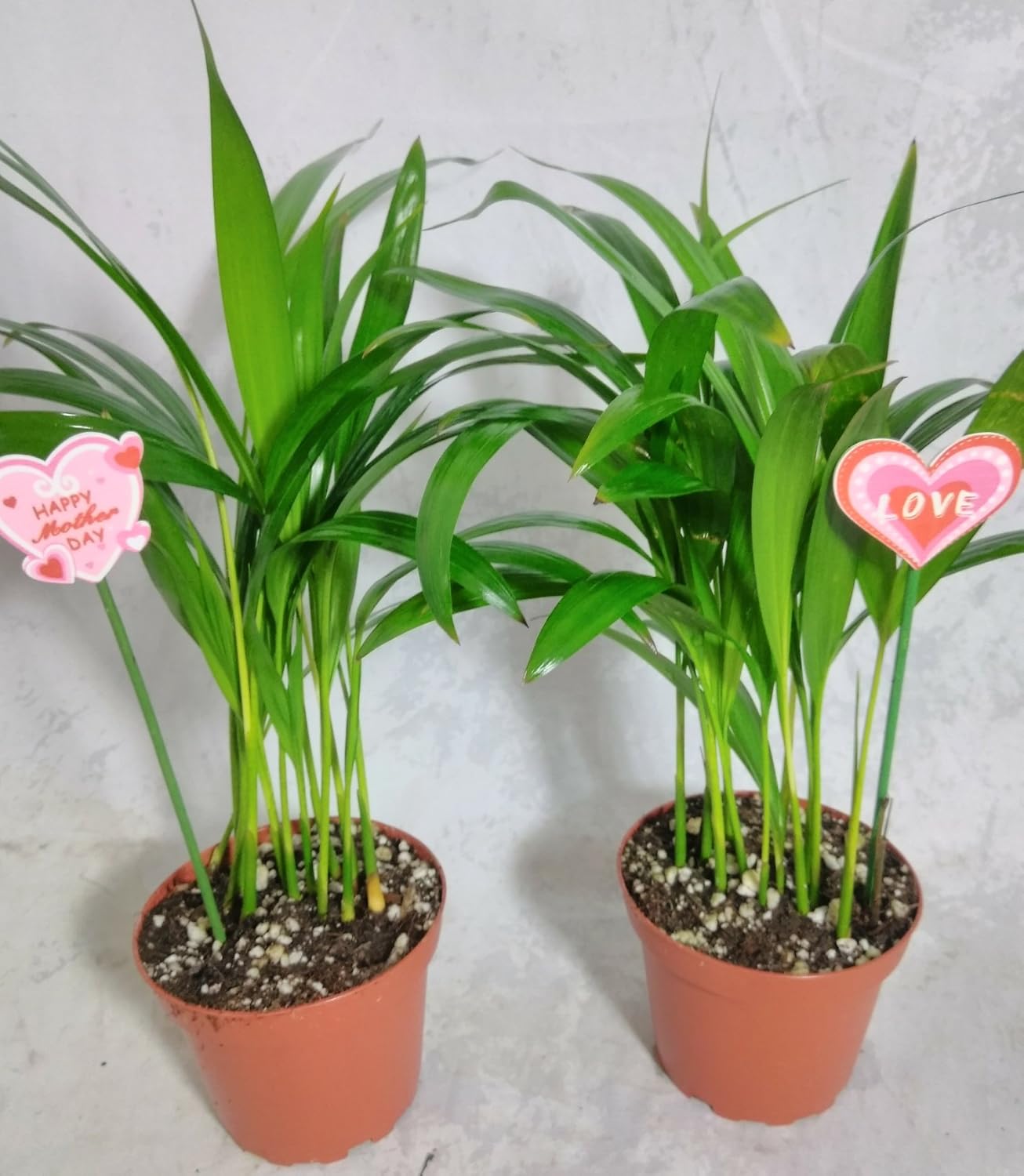 Mother's gift two - areca Palm plant Dypsis lutescens 4'' pot Easy to grow!! unique from Jmbamboo