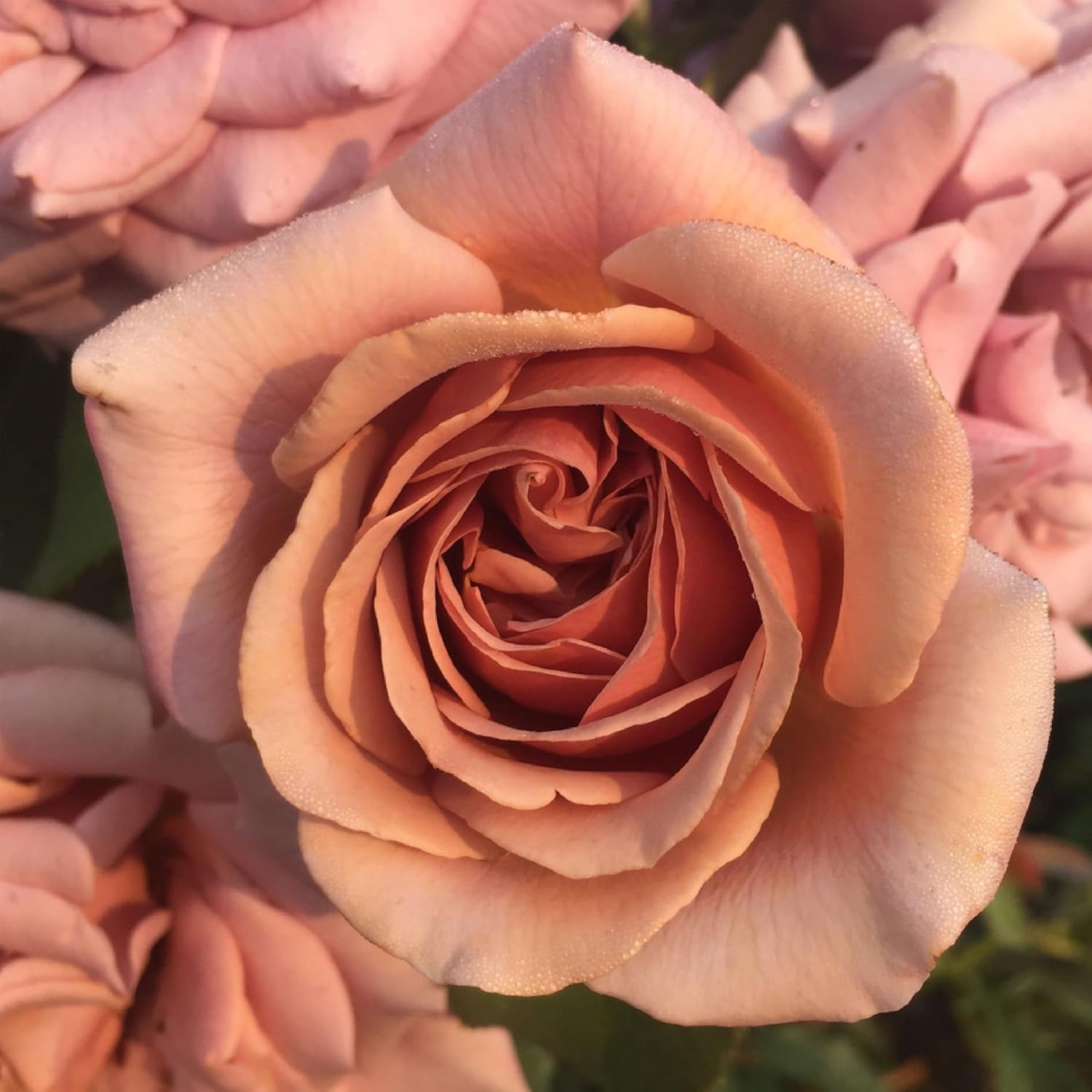 Heirloom Floribunda Roses, Live Own Root Plant, Koko Loko™ | Moderately Fragrant, Hardiness Zones: 6-10, Repeat Blooming,For Outdoor Gardens, Planters, and Pots