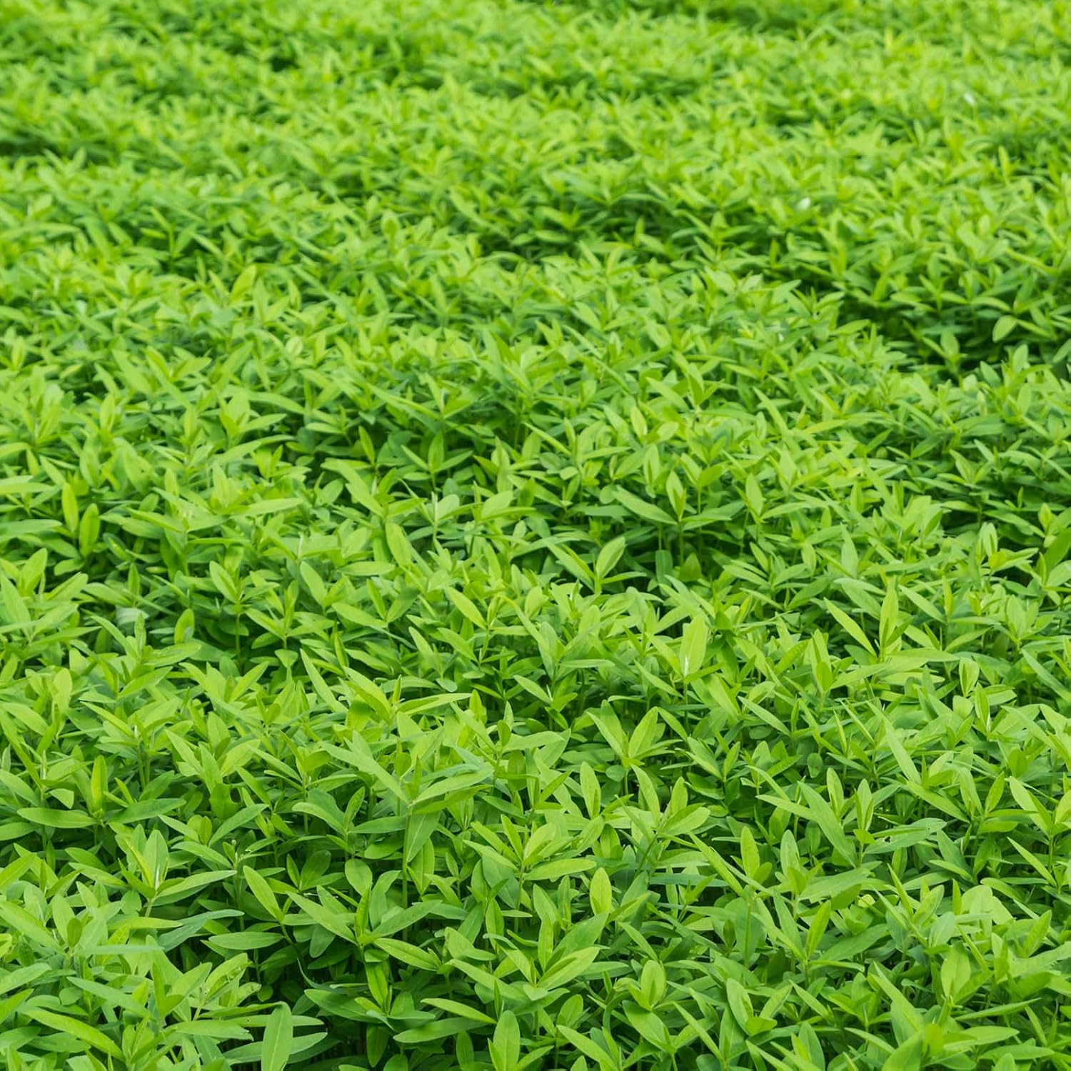 Mountain Valley Seed Co No-Till Garden Farm and Garden Cover Crop Mix Seeds | 5 Lbs - Blend of Gardening Cover Crop Seeds: Hairy Vetch, Daikon Radish, Forage Collards, Triticale, More