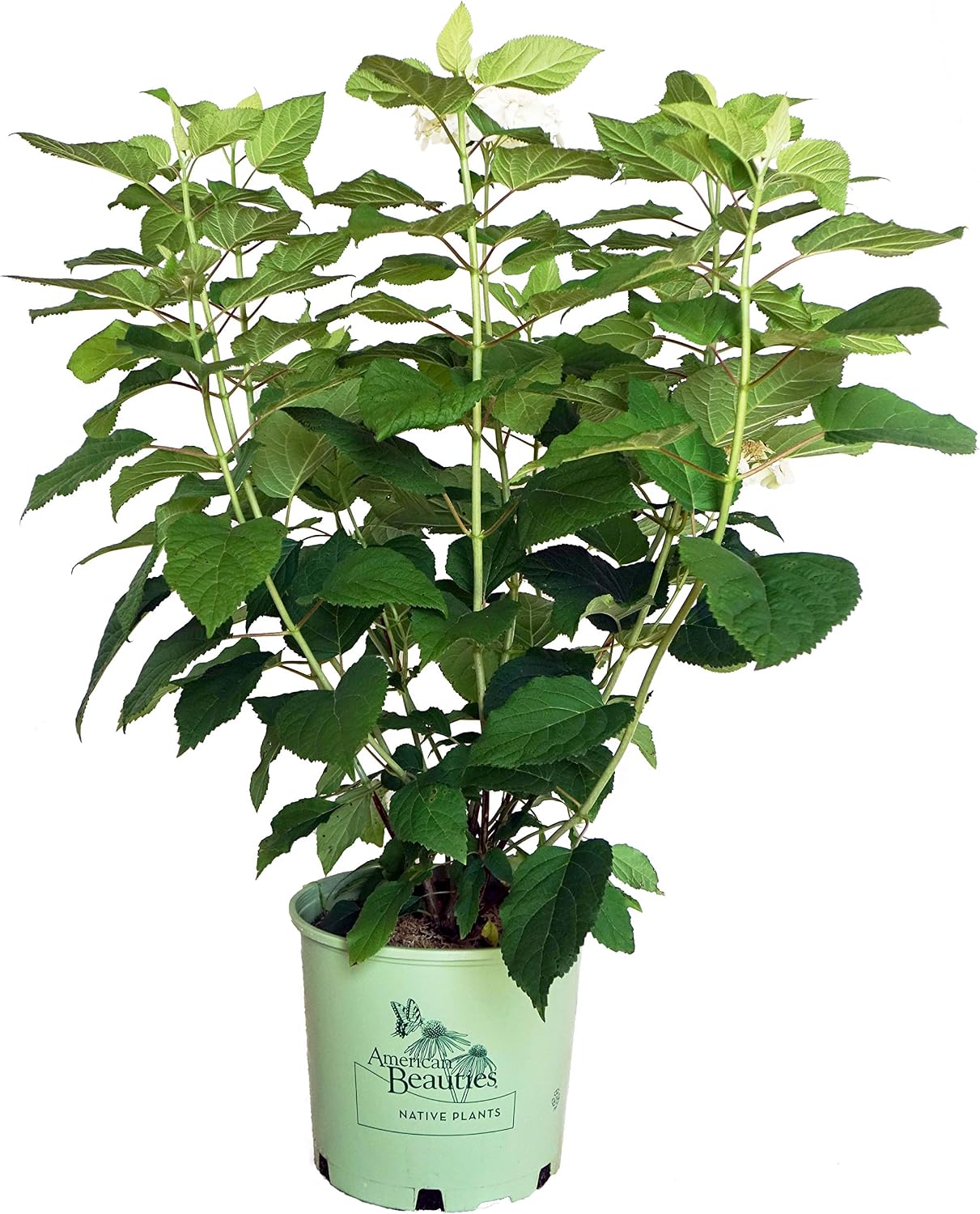 First Editions - Hydrangea pan. Vanilla Strawberry (Panicle Hydrangea) Shrub, white/pink/red flowers, #3 - Size Container