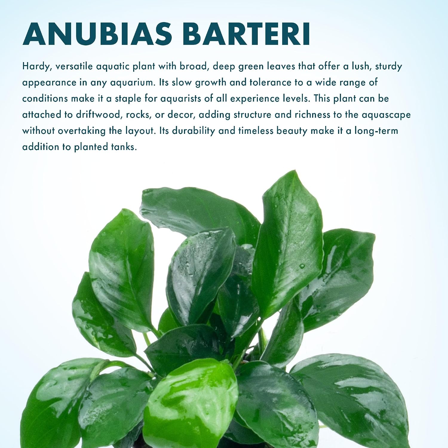 Anubias Nana Live Aquarium Plants - Potted Freshwater Plant for Fish Tanks, Terrariums - Beginner Friendly Low Light (1 Pot)
