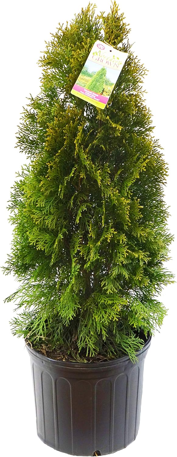 Live Plant Thuja-X Green Giant Evergreen Tree (Western Arborvitae), 3-Gallon Fully Potted Plant from Green Promise Farms