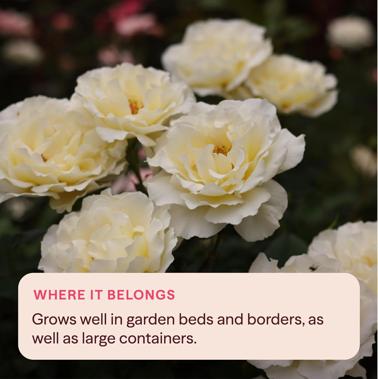 Heirloom Floribunda Roses, Live Own Root Plant, Julia Child™ | Moderately Fragrant, Hardiness Zones: 6-10, Continual Blooming,For Outdoor Gardens, Planters, and Pots