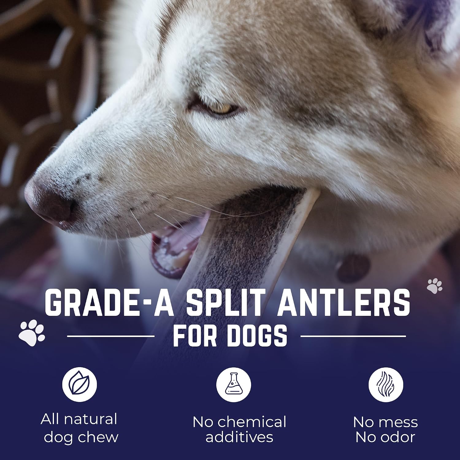 Devil Dog Pet Co Whole Elk Antlers for Dogs, Medium, Aggressive Chewers | Naturally shed Grade A Rocky Mountain elk antler, single ingredient, long lasting, 5 in+, fits breeds up to 50 lb