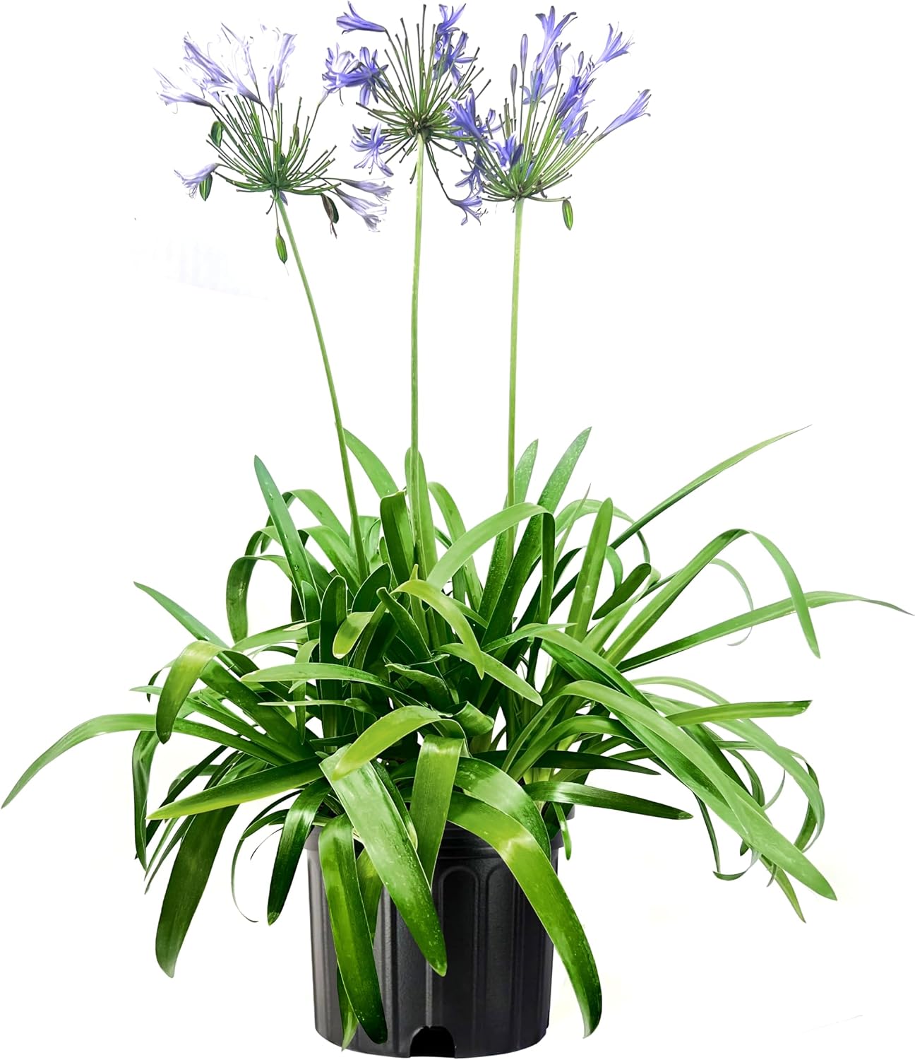 Blue Agapanthus Africanus Lily of the Nile | 30 Live Plants | Easy Care, Perennial Blooms, Attracts Pollinators, Drought Tolerant, Garden Borders, Ornamental Foliage, Summer Flowers