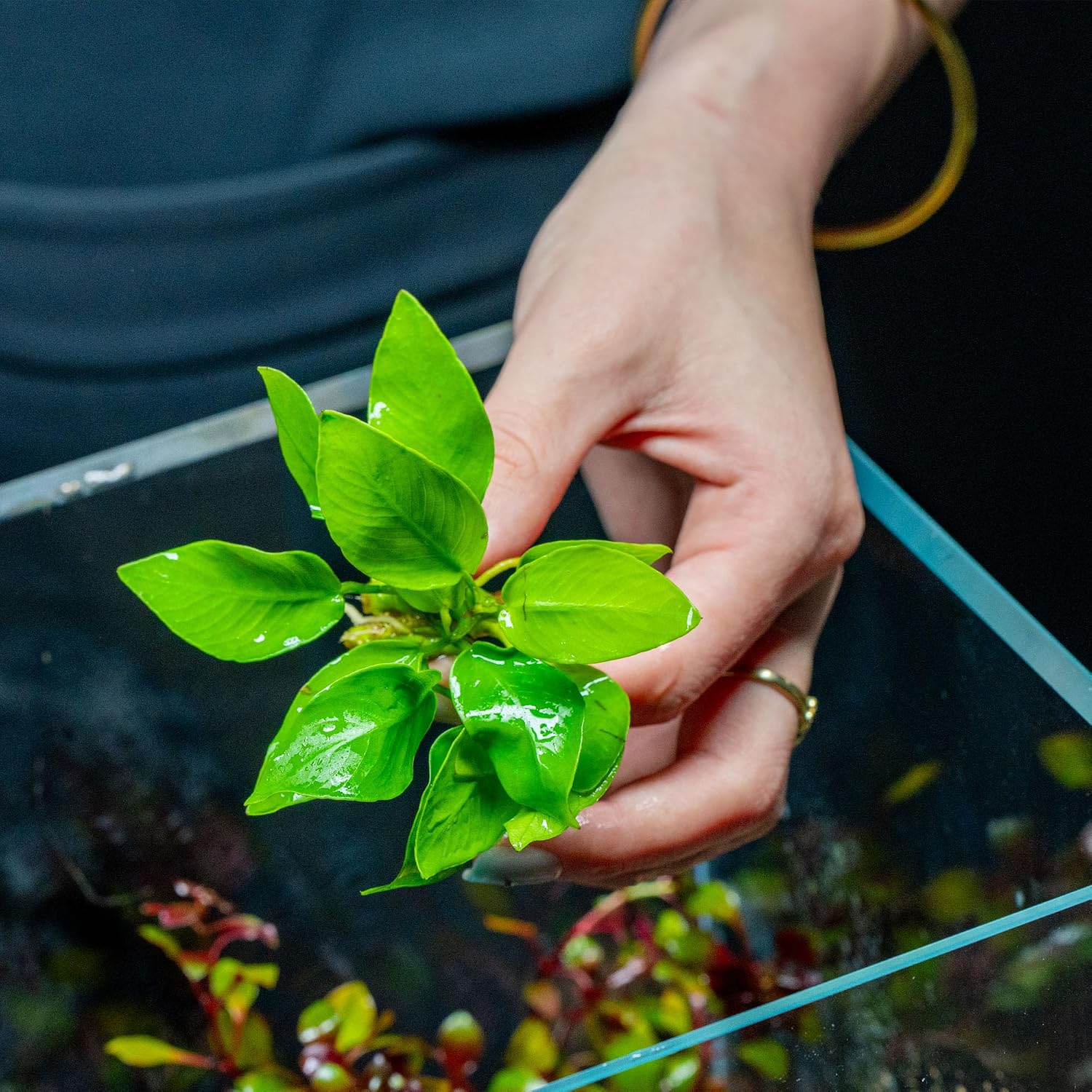 Anubias Nana Live Aquarium Plants - Potted Freshwater Plant for Fish Tanks, Terrariums - Beginner Friendly Low Light (1 Pot)
