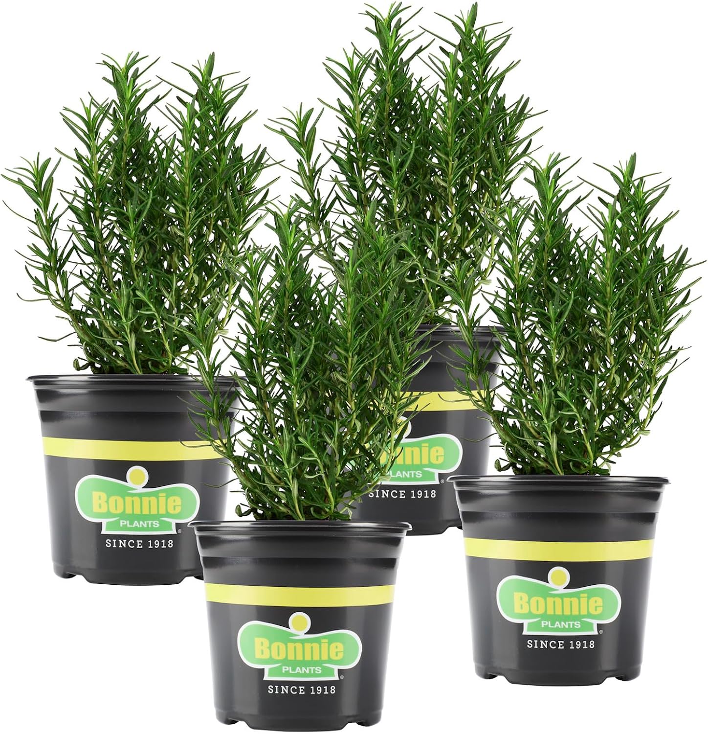 Bonnie Plants Rosemary Live Edible Aromatic Herb Plant - 4 Pack, Perennial In Zones 8 to 10, Great for Cooking & Grilling