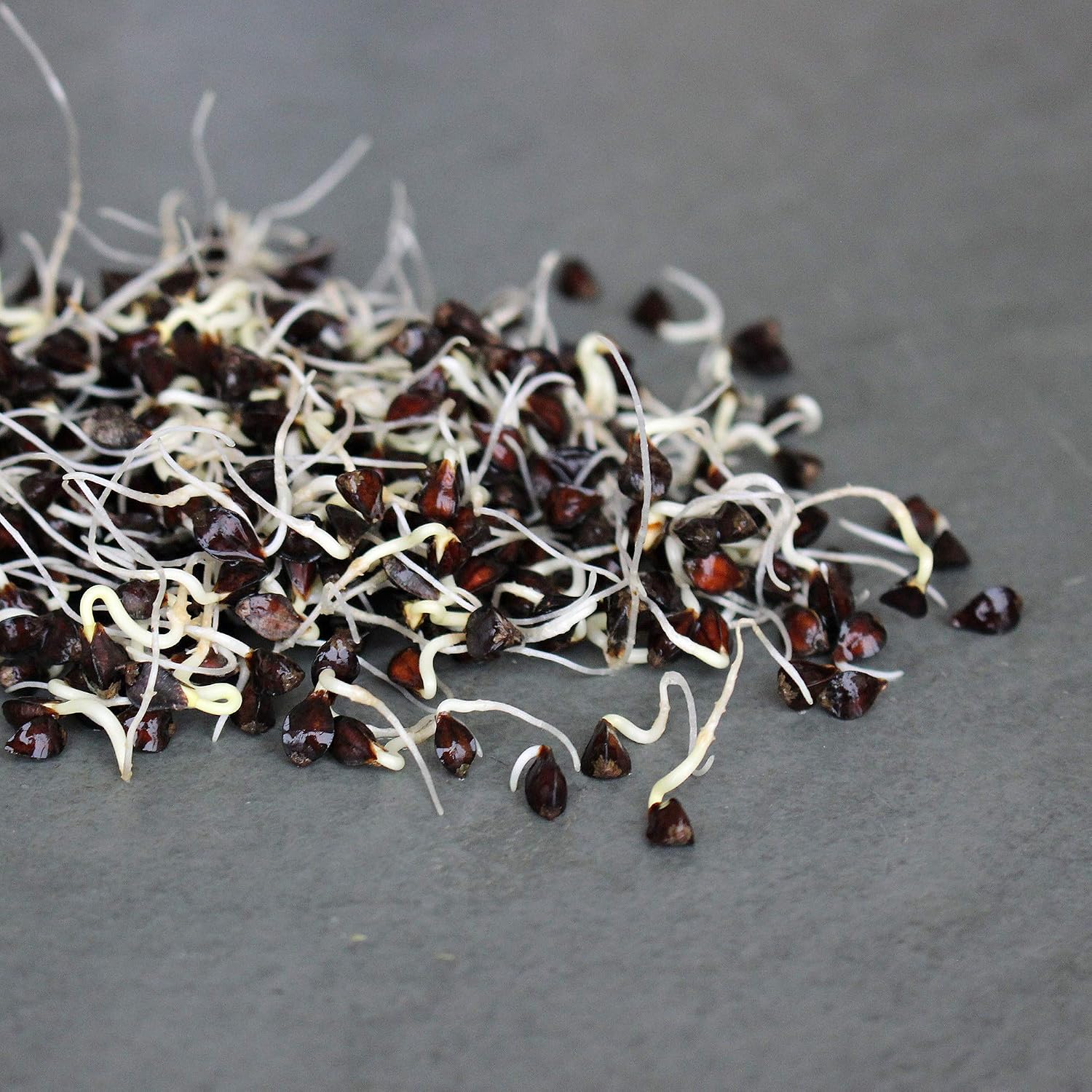 Mountain Valley Seed Co Buckwheat Seeds - 25 Lb Bulk ~300,000 Seeds