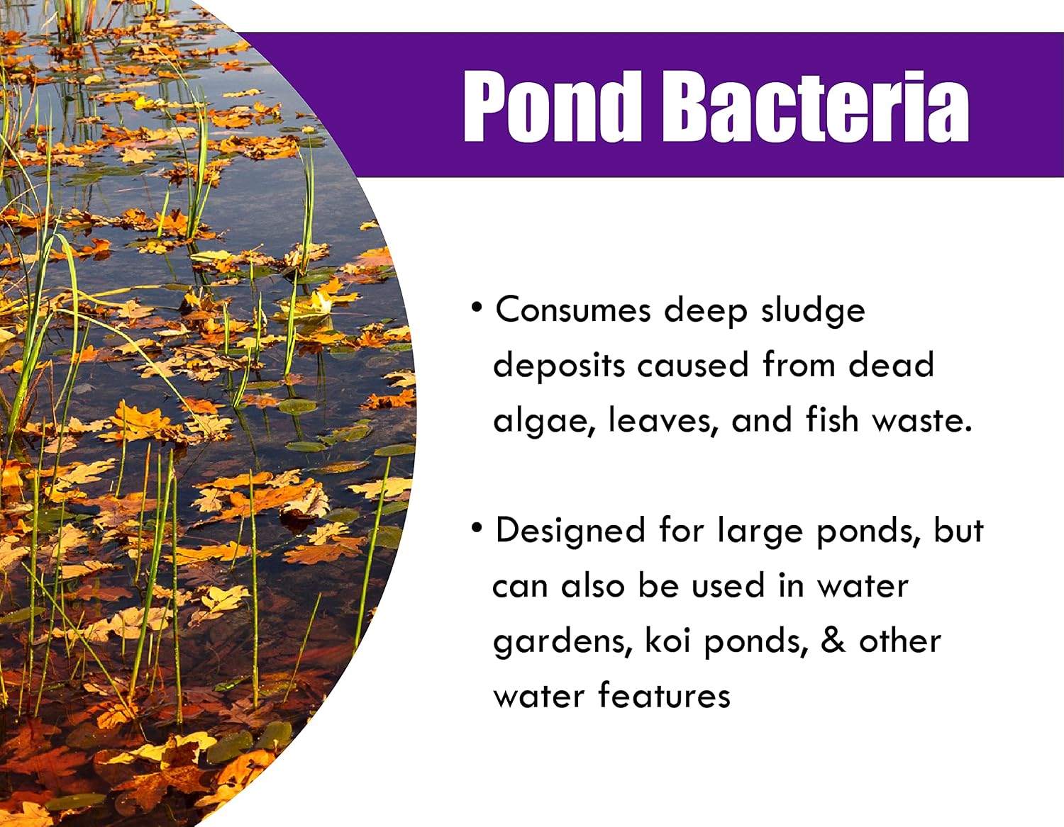 PondWorx Pond Bacteria - Formulated for Large Ponds, Water Features and Safe for Koi - Gallon