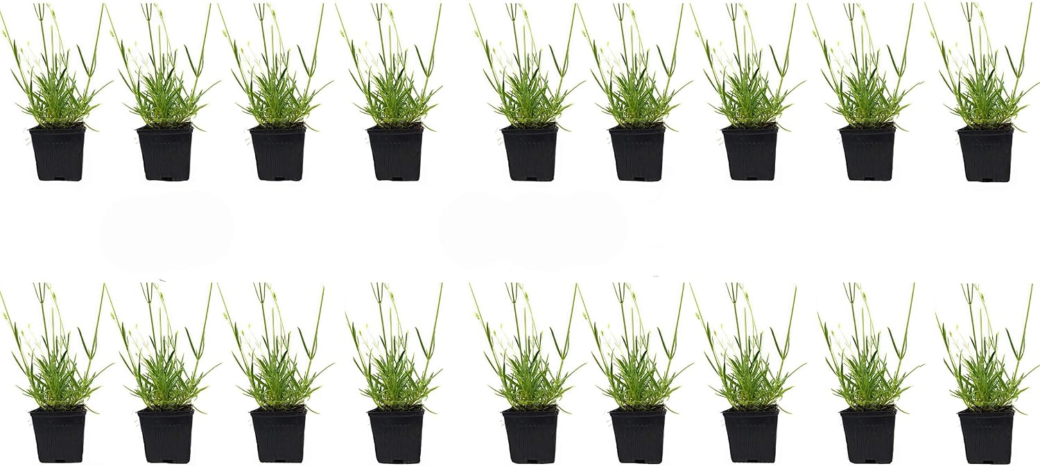L+ French Provence Lavender — 1 Live Plant in 4" Pots — Blue-Purple Flowers — Fragrant, Bee-Friendly, Drought & Deer Resistant Perennial — Zones 5–9 — Grown in Sequim, WA