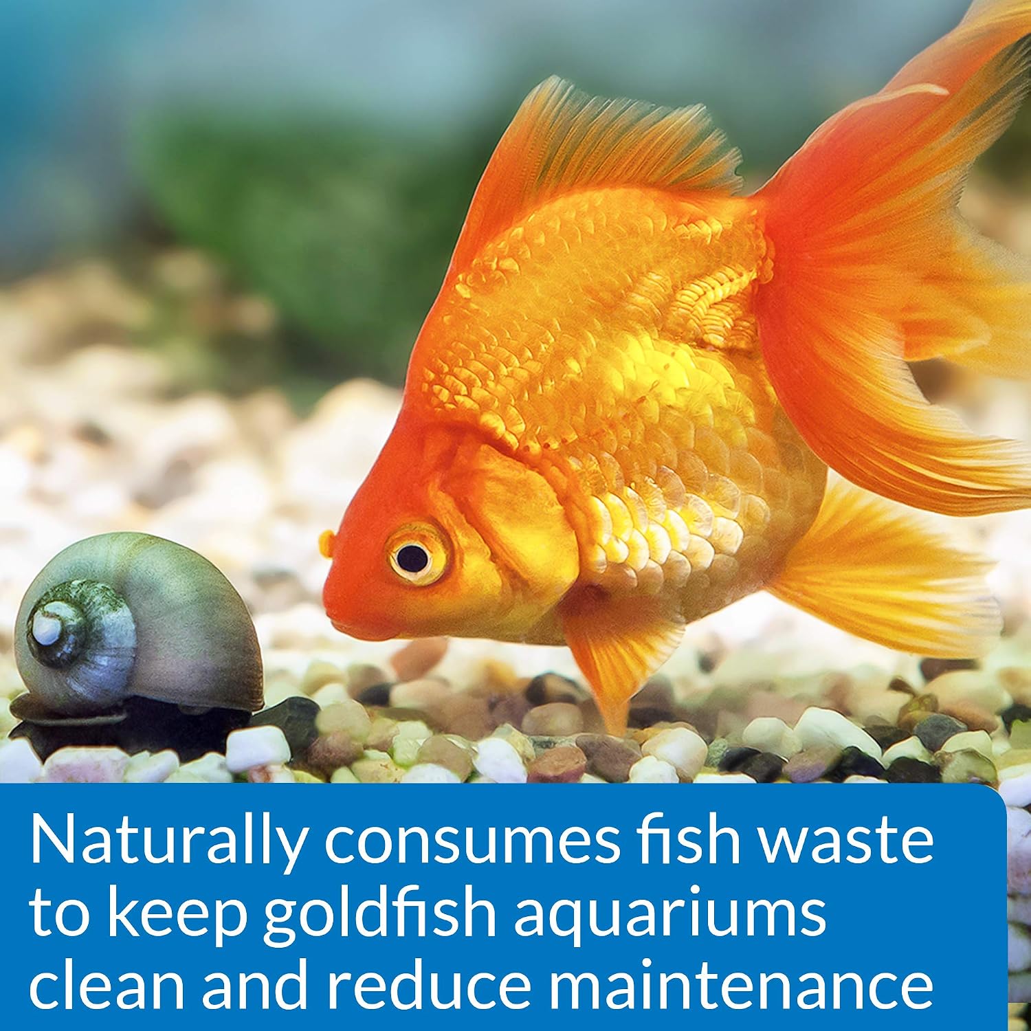 API GOLDFISH PROTECT Aquarium Water Conditioner 4-Ounce Bottle