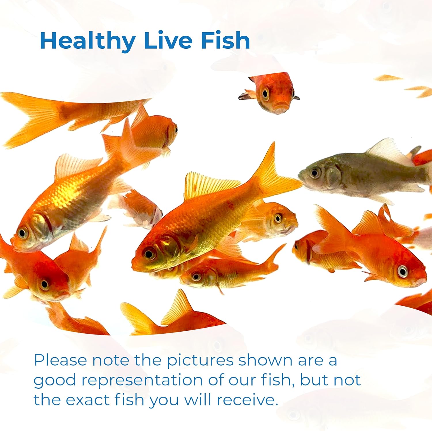Toledo Goldfish Classic Comet Goldfish: Live Goldfish with a Variety of Sizes for Ponds, Tanks, and Aquariums - 3-4 Inches, 5 Count