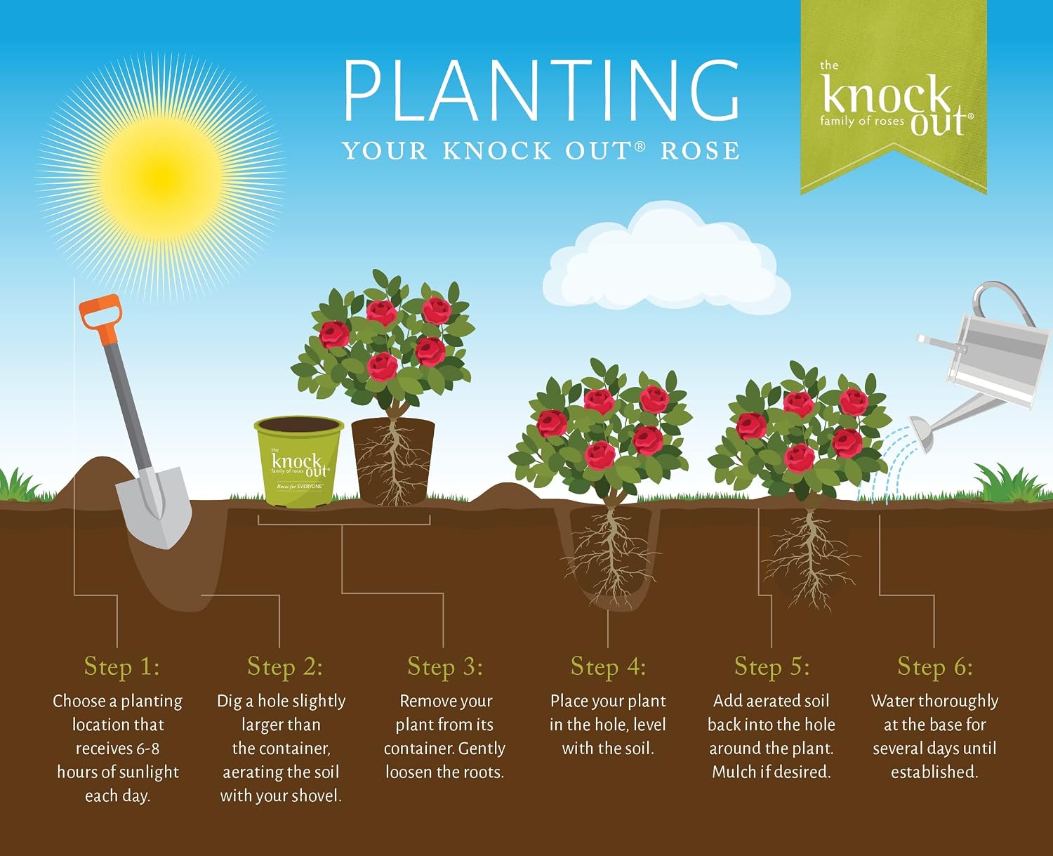 Knock Out 2 Gal. Double Pink Rose Shrub