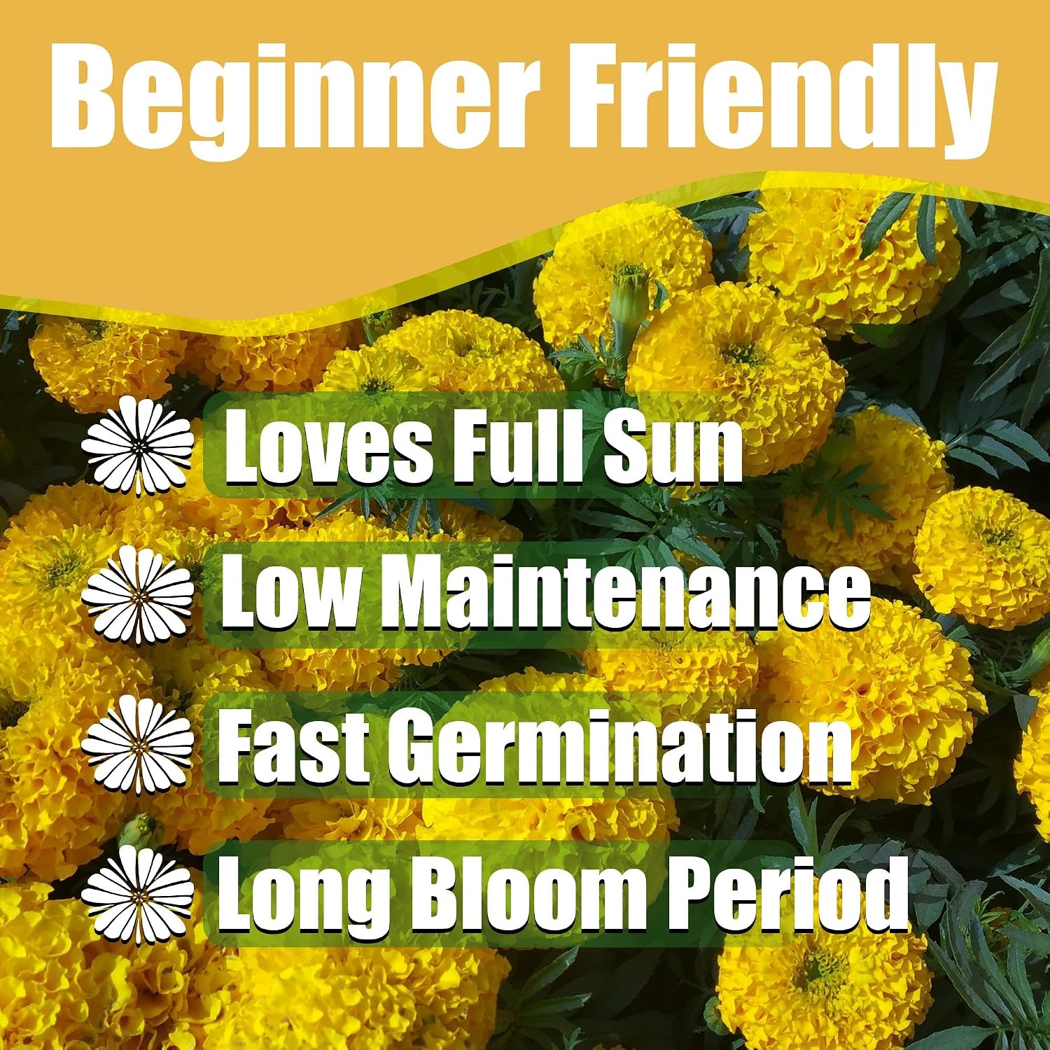 Park Seed Whopper Mix Marigold Flower Seeds – Giant 4-Inch Double Blooms in Yellow, Gold & Orange, Compact and Weather-Resistant Plants, Easy to Grow for Beds or Containers – Pack of 25