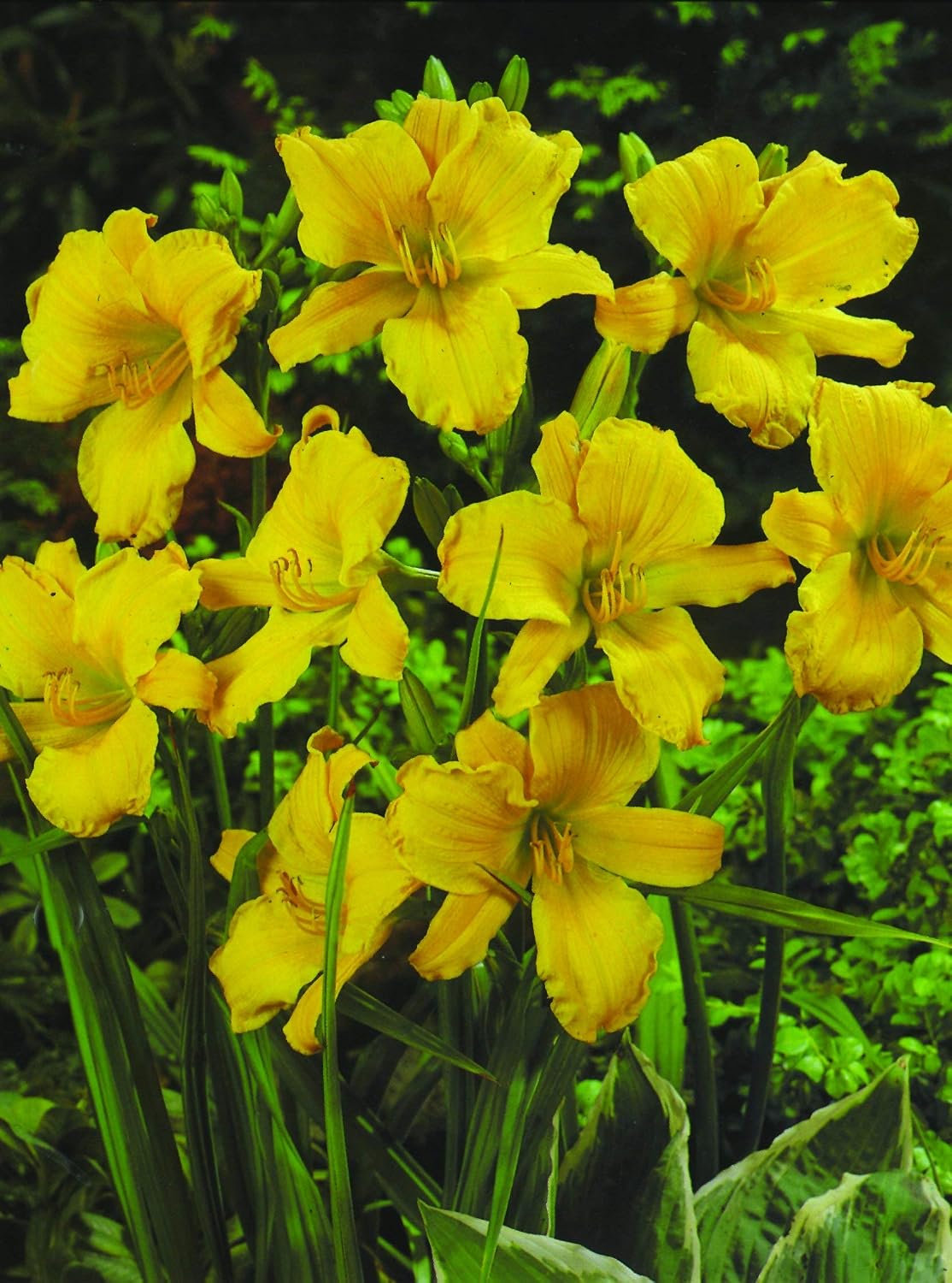 Stella D'oro Yellow Daylilies - 5 Bare Root Perennials Re-Bloomer