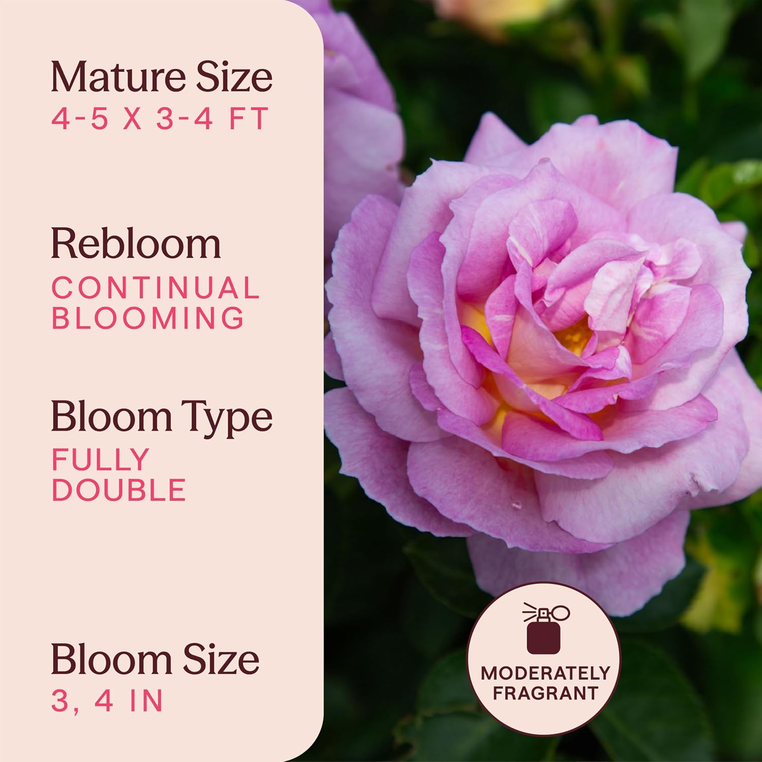 Heirloom Floribunda Roses, Live Own Root Plant, Koko Loko™ | Moderately Fragrant, Hardiness Zones: 6-10, Repeat Blooming,For Outdoor Gardens, Planters, and Pots