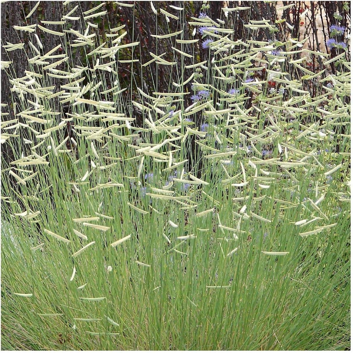 1000 Blue Grama Native Grass Seeds - Gold Vault Jumbo Seed Packet