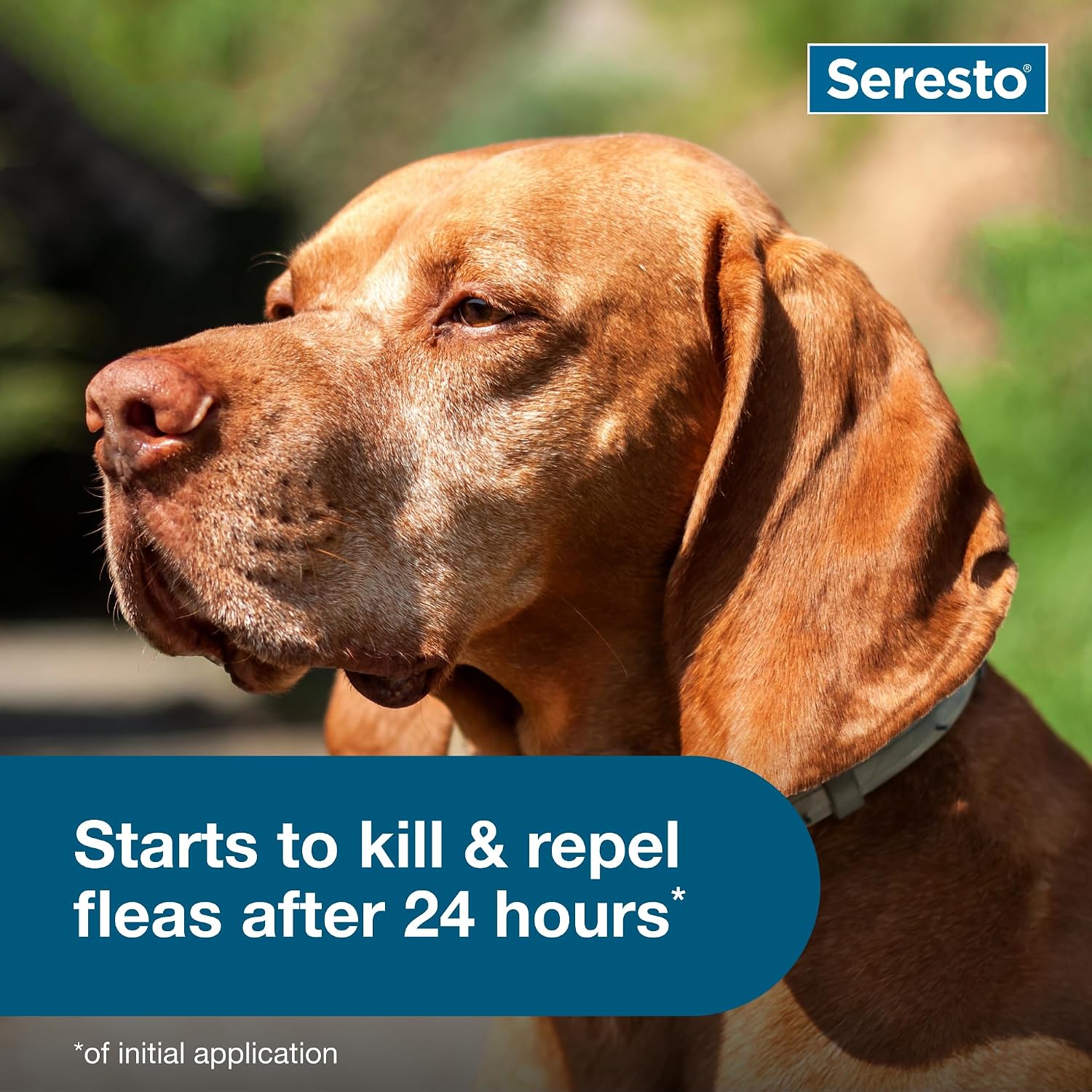 Seresto Large Dog for Dogs Over 18 lbs. & Seresto for Cats Vet-Recommended Flea & Tick Treatment & Prevention Collars | 8 Months Protection Each