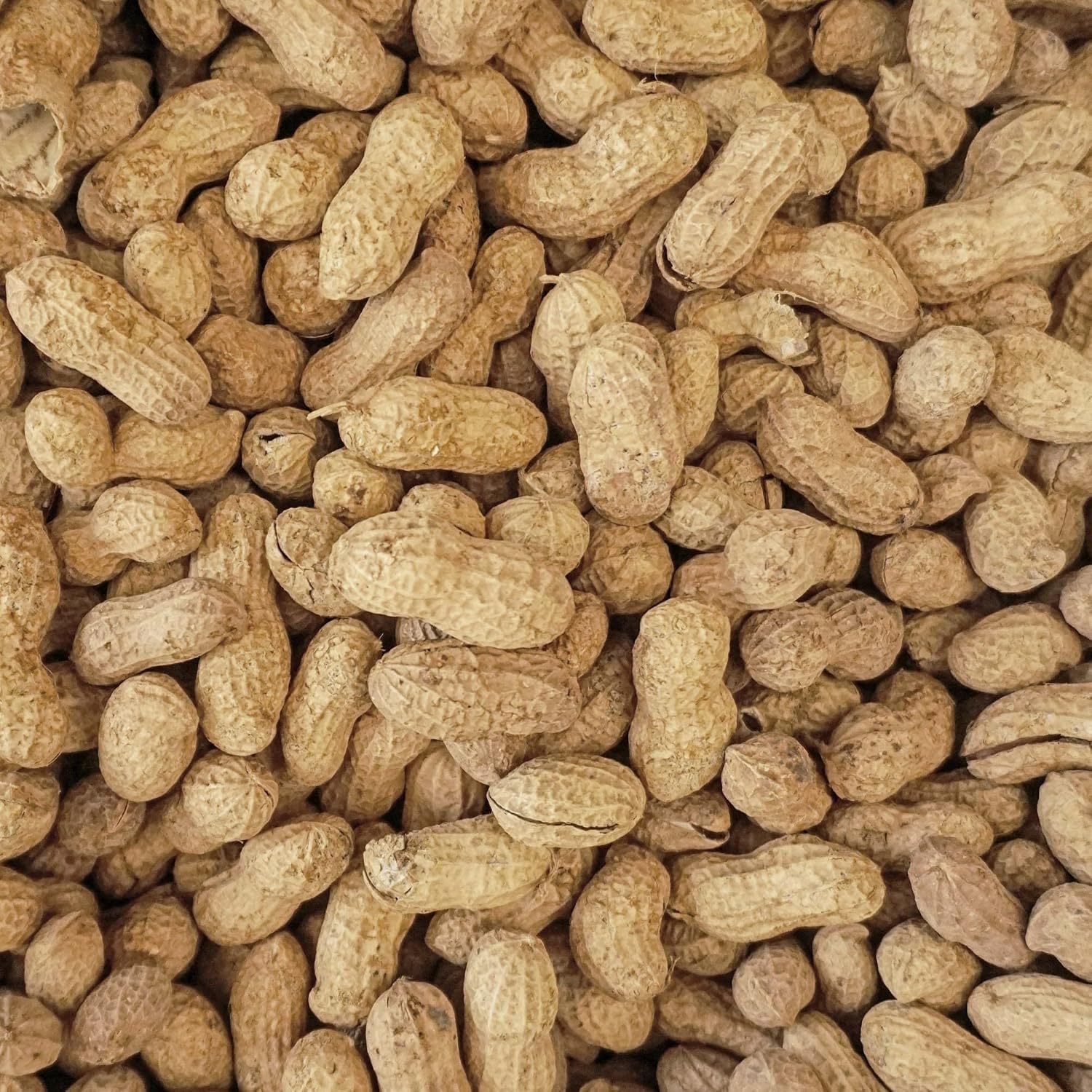WINGFIELD-25 25 lb Virginia in Shell Animal Peanuts (25lb Bag) for Wildlife, Yellow