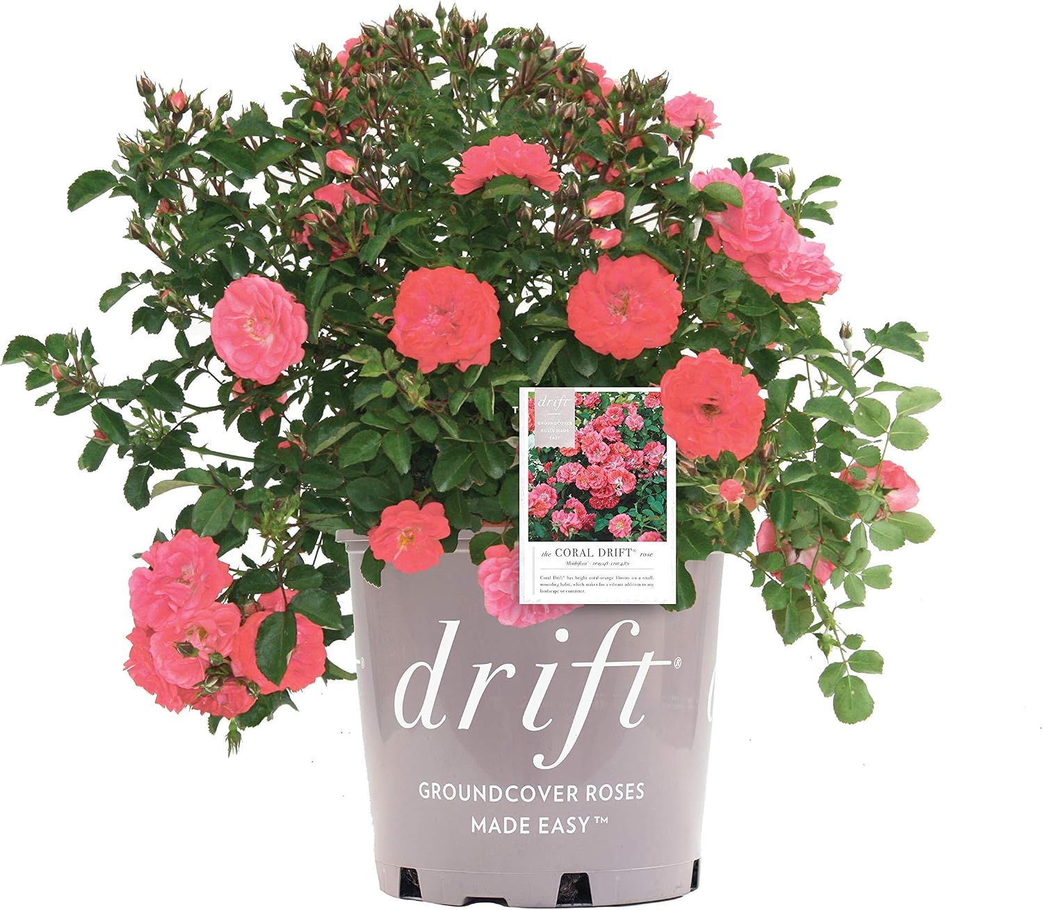 Drift Roses - Rosa Peach Drift (Rose) Rose, double peach flowers, #2 - Size Container