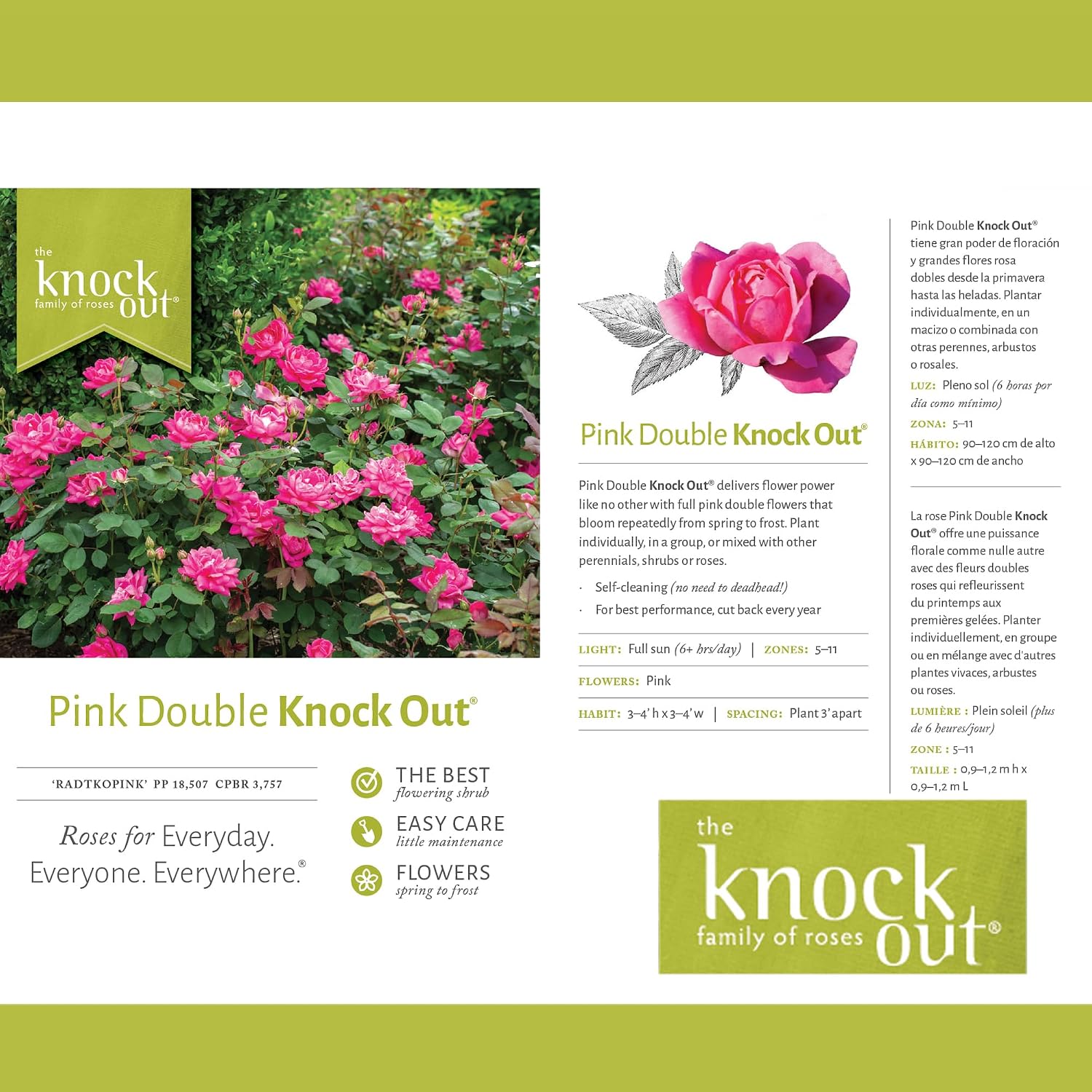 Knock Out 2 Gal. Double Pink Rose Shrub