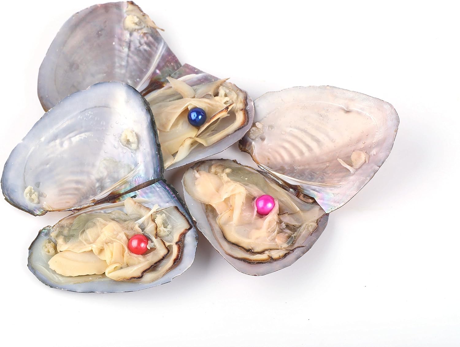 Freshwater Round Oyster Pearl Cultured Oysters with Pearls Inside 20 PC (7-8mm)