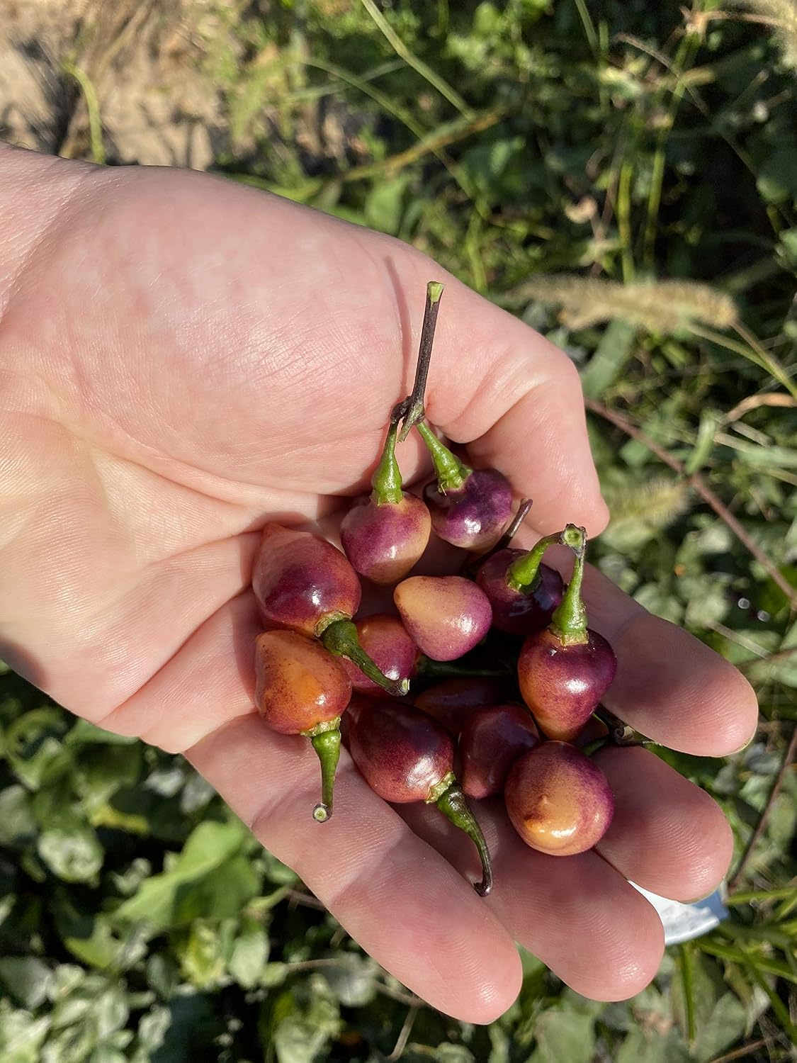 Pink Biquinho Pickling Pepper Premium Seeds for Planting Packet