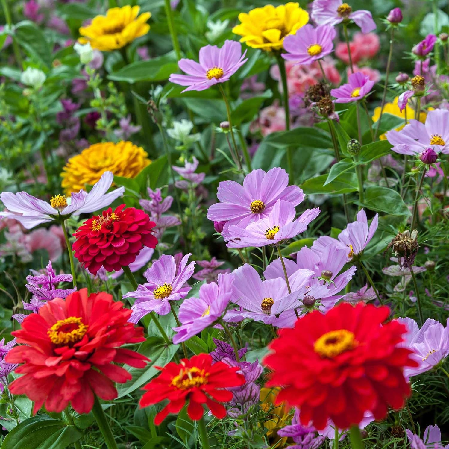 Eden Brothers All Perennial Wildflower Mixed Seeds for Planting, 1 lb, 480,000+ Seeds with Lupine, Shasta Daisy | Attracts Pollinators, Plant in Spring or Fall, Zones 3, 4, 5, 6, 7, 8, 9, 10