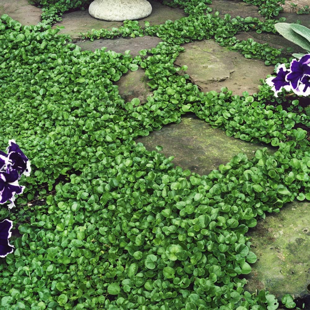 Outsidepride Perennial Dichondra Repens Seeds - 2 lbs Dense Green, Low-Maintenance Ground Cover Seeds for Planting, Ideal Lawn Alternative in Sun or Shady Areas & Erosion Control in USDA Zones 8-11